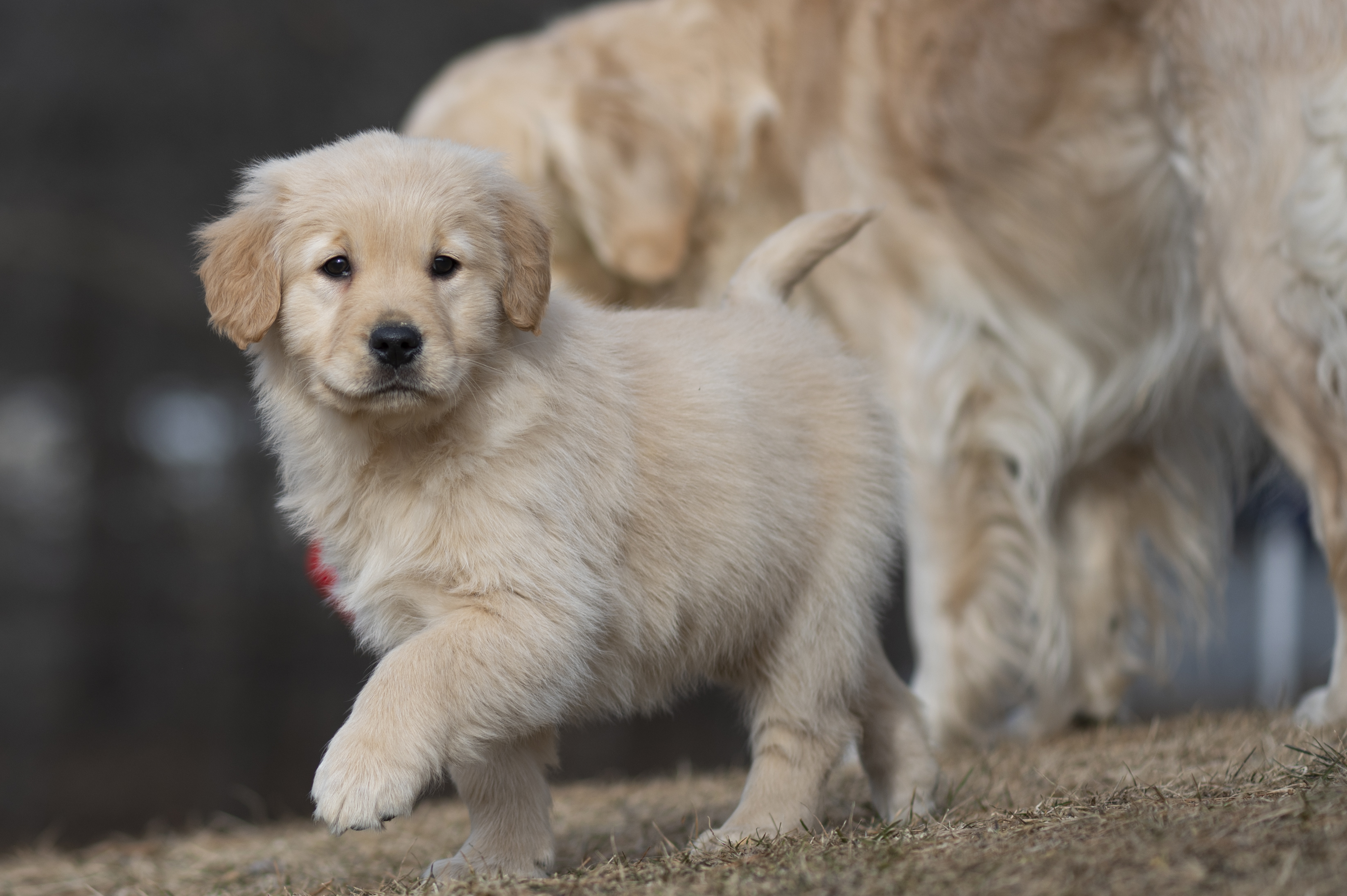 Puppies — YellowRita 10wks125