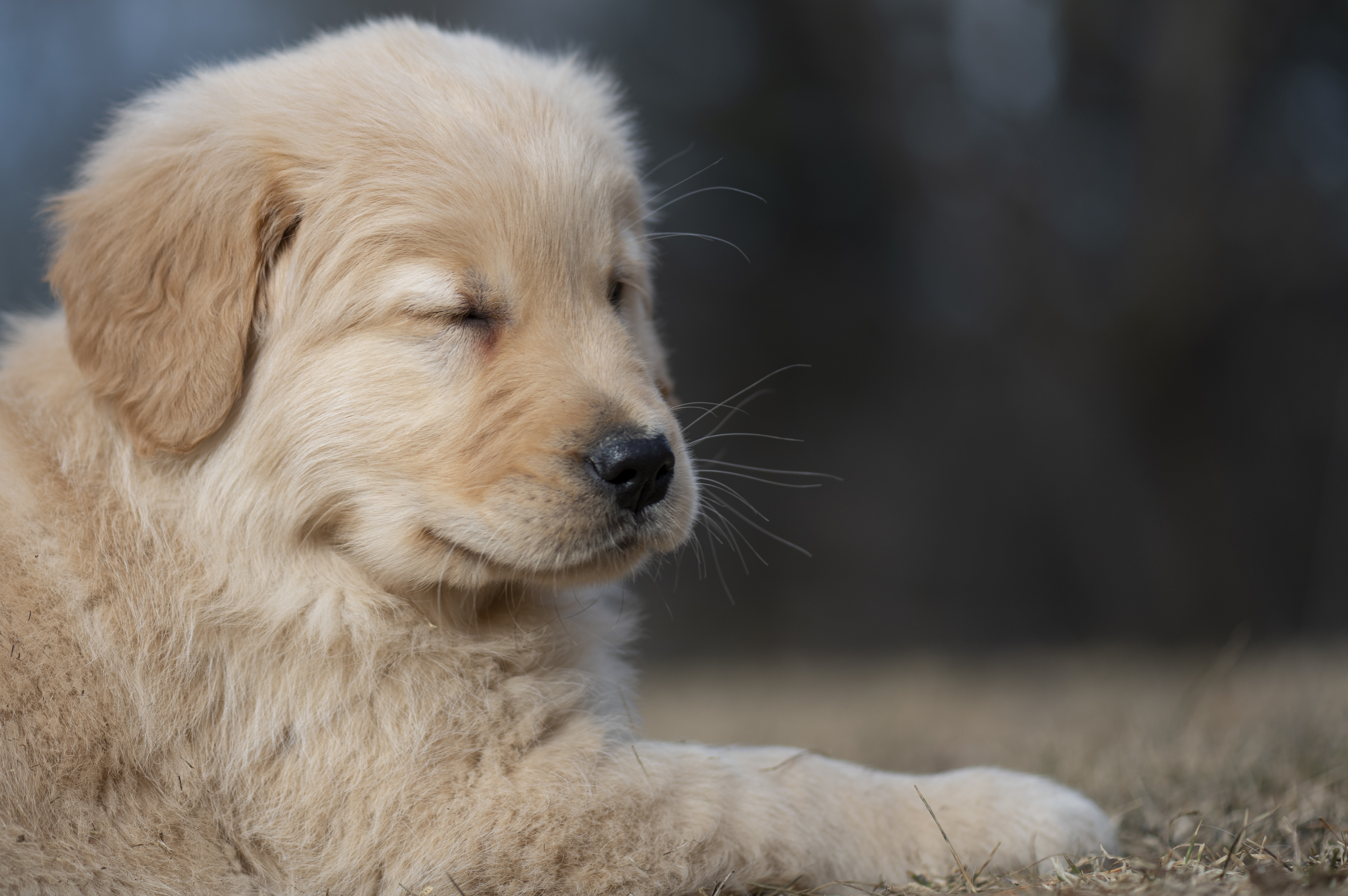 Puppies — YellowRita 10wks145