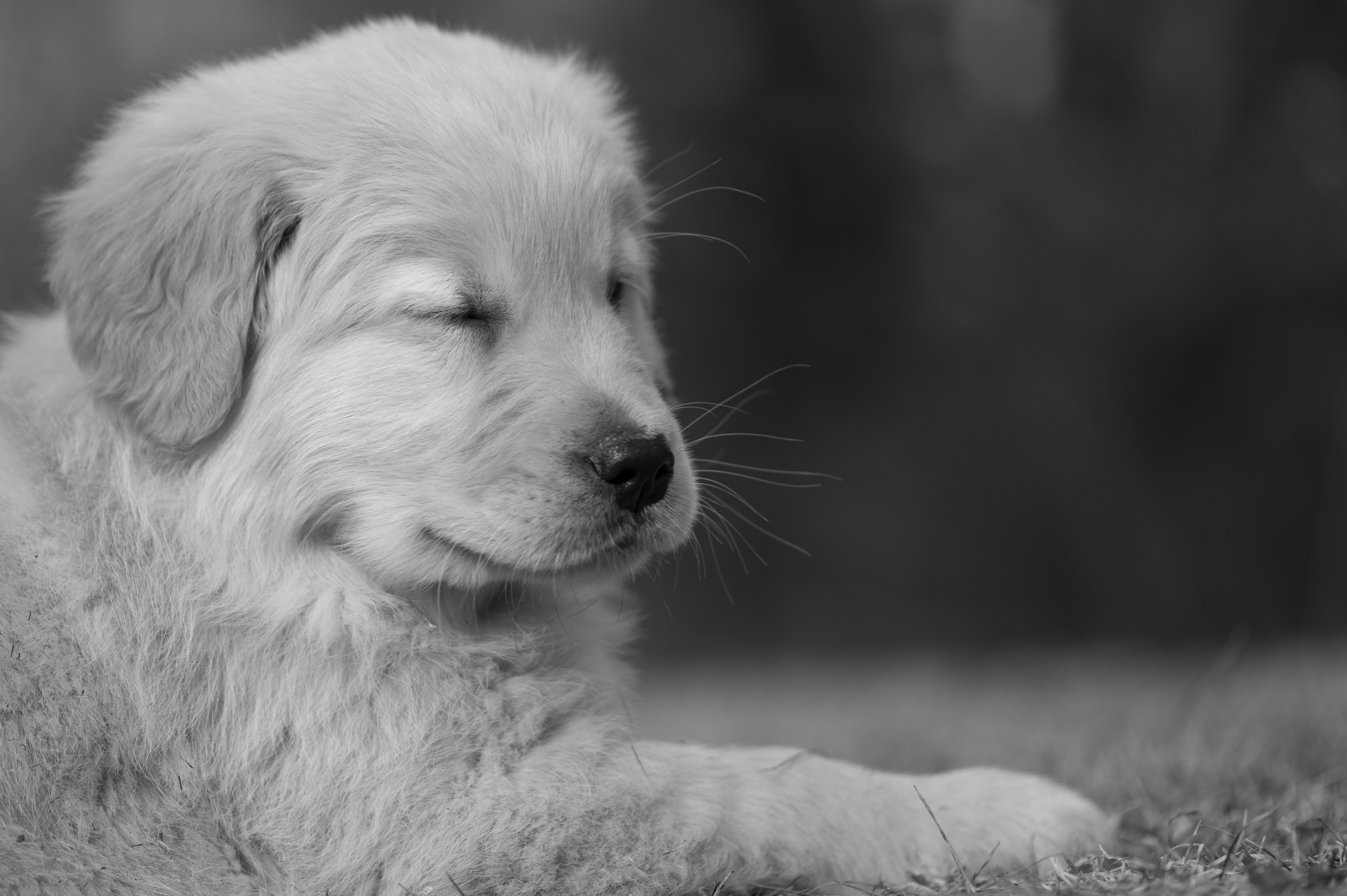 Puppies — YellowRita 10wks145 1