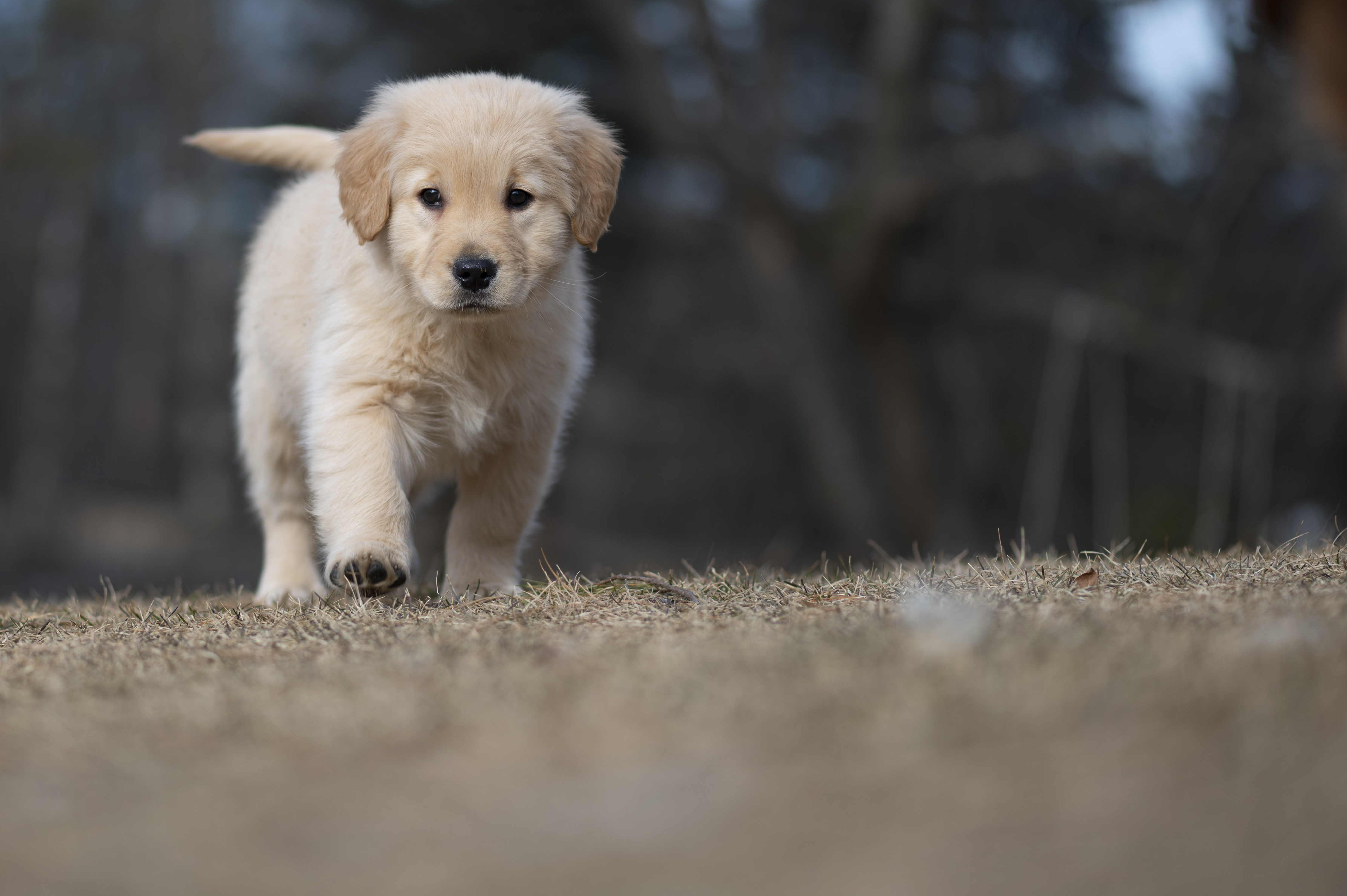 Puppies — YellowRita 10wks173 1