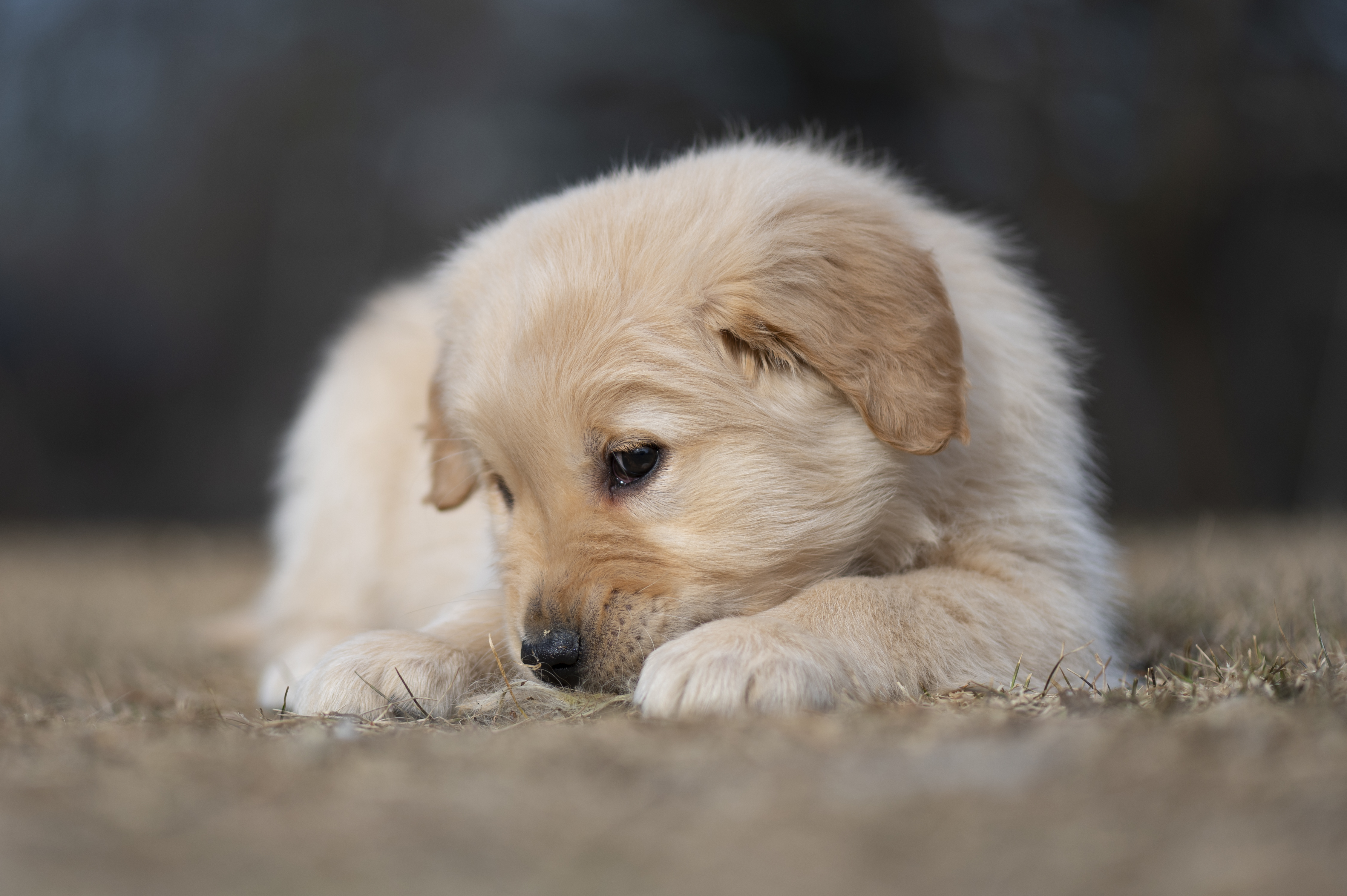 Puppies — YellowRita 10wks187