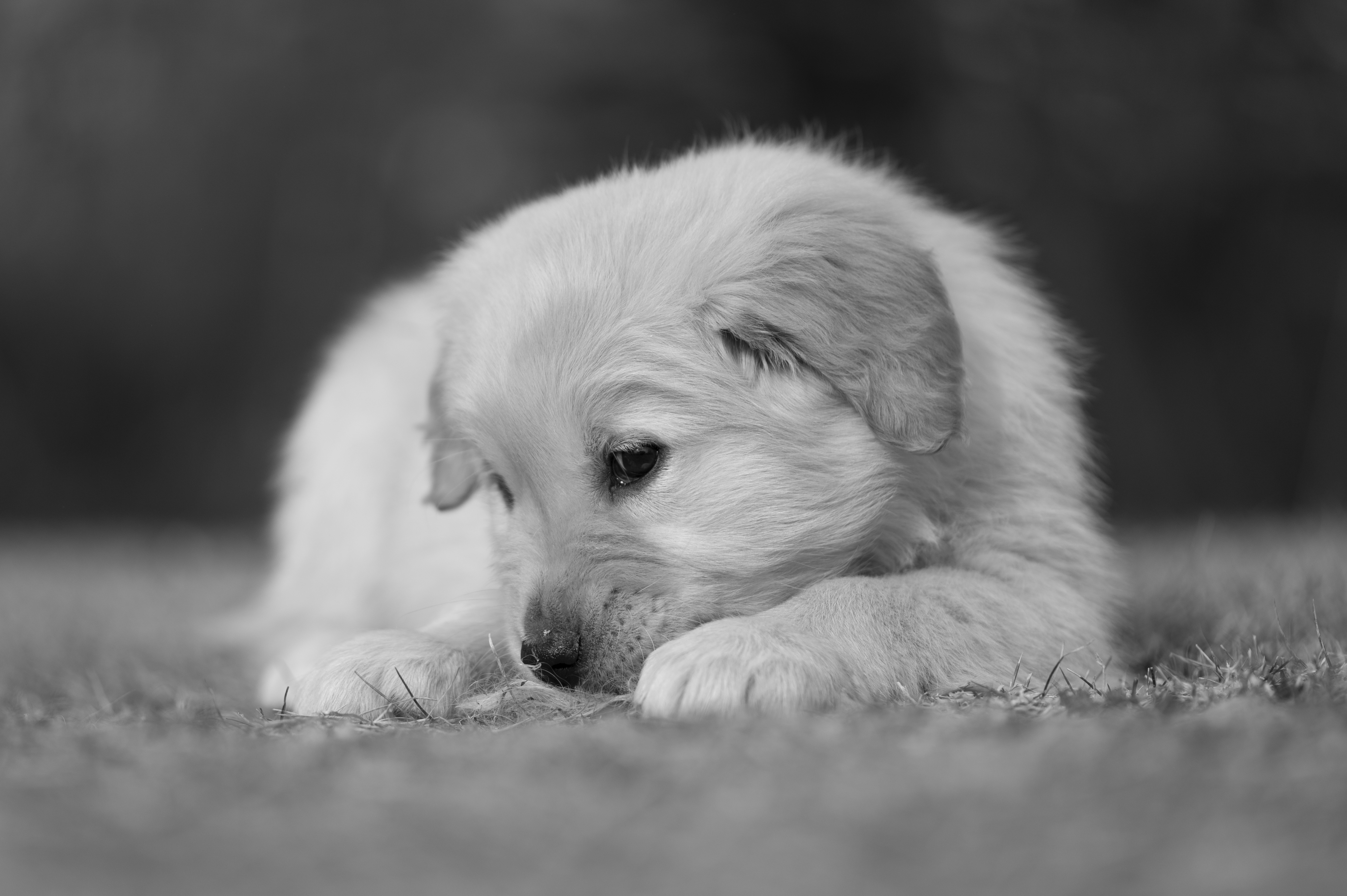 Puppies — YellowRita 10wks187 1