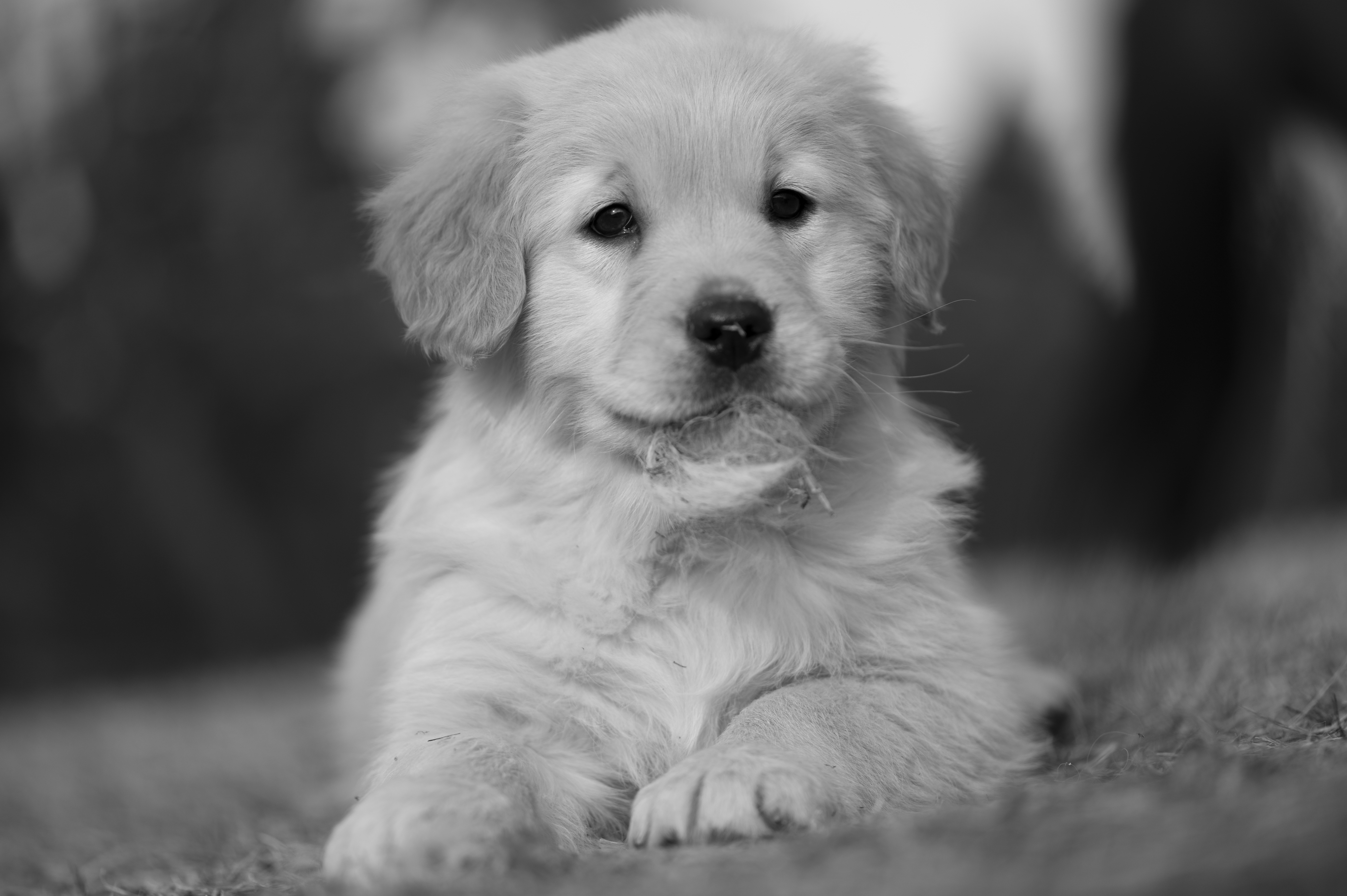 Puppies — YellowRita 10wks312