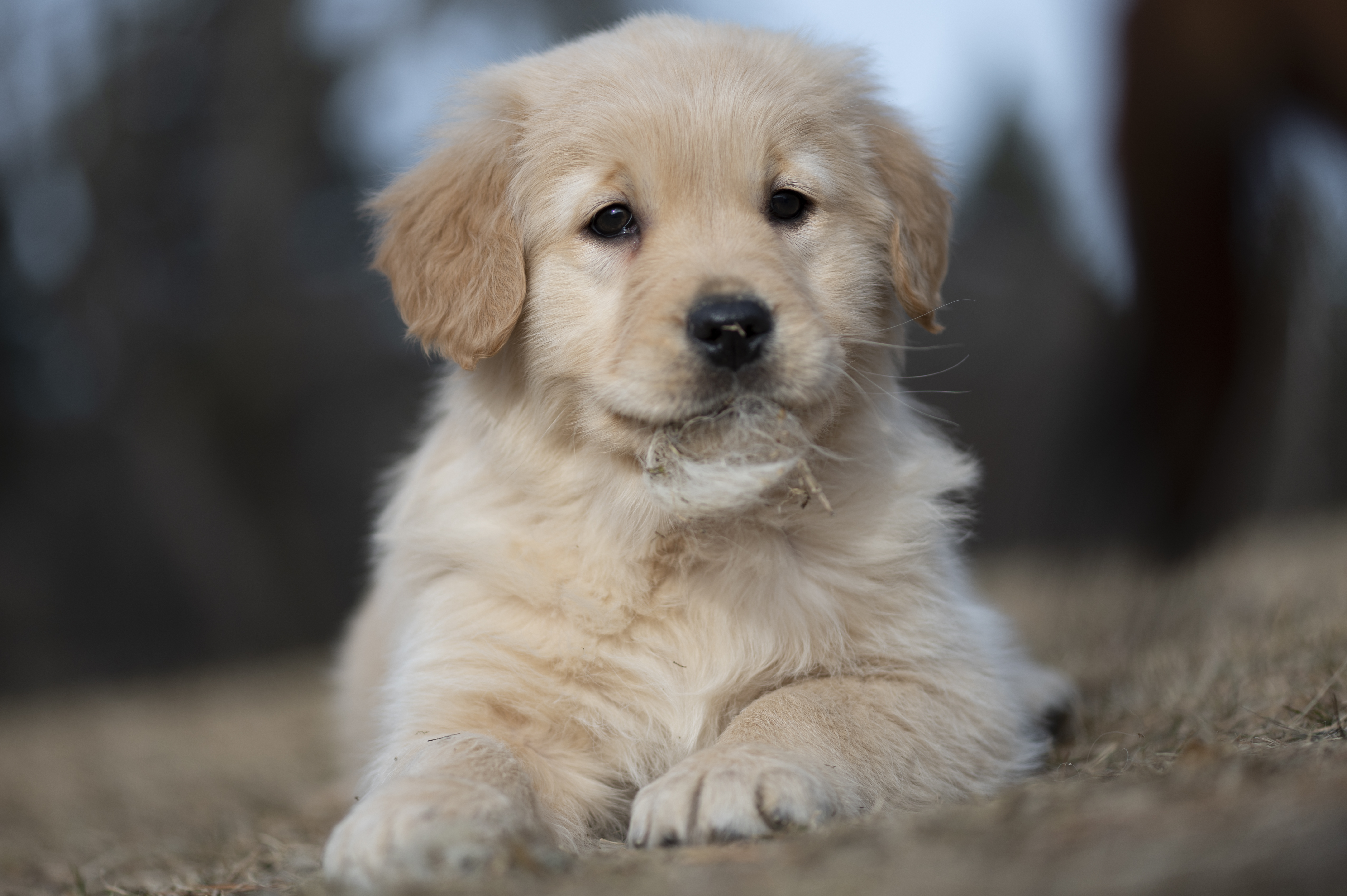 Puppies — YellowRita 10wks312 1