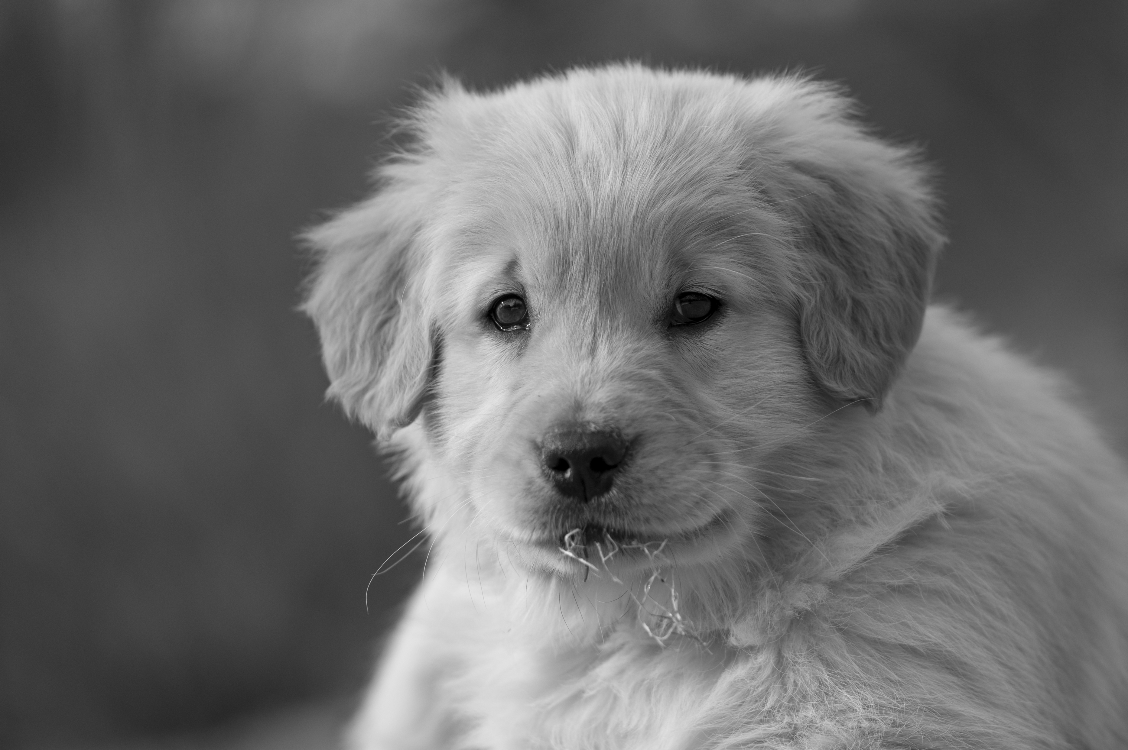 Puppies — YellowRita 10wks338