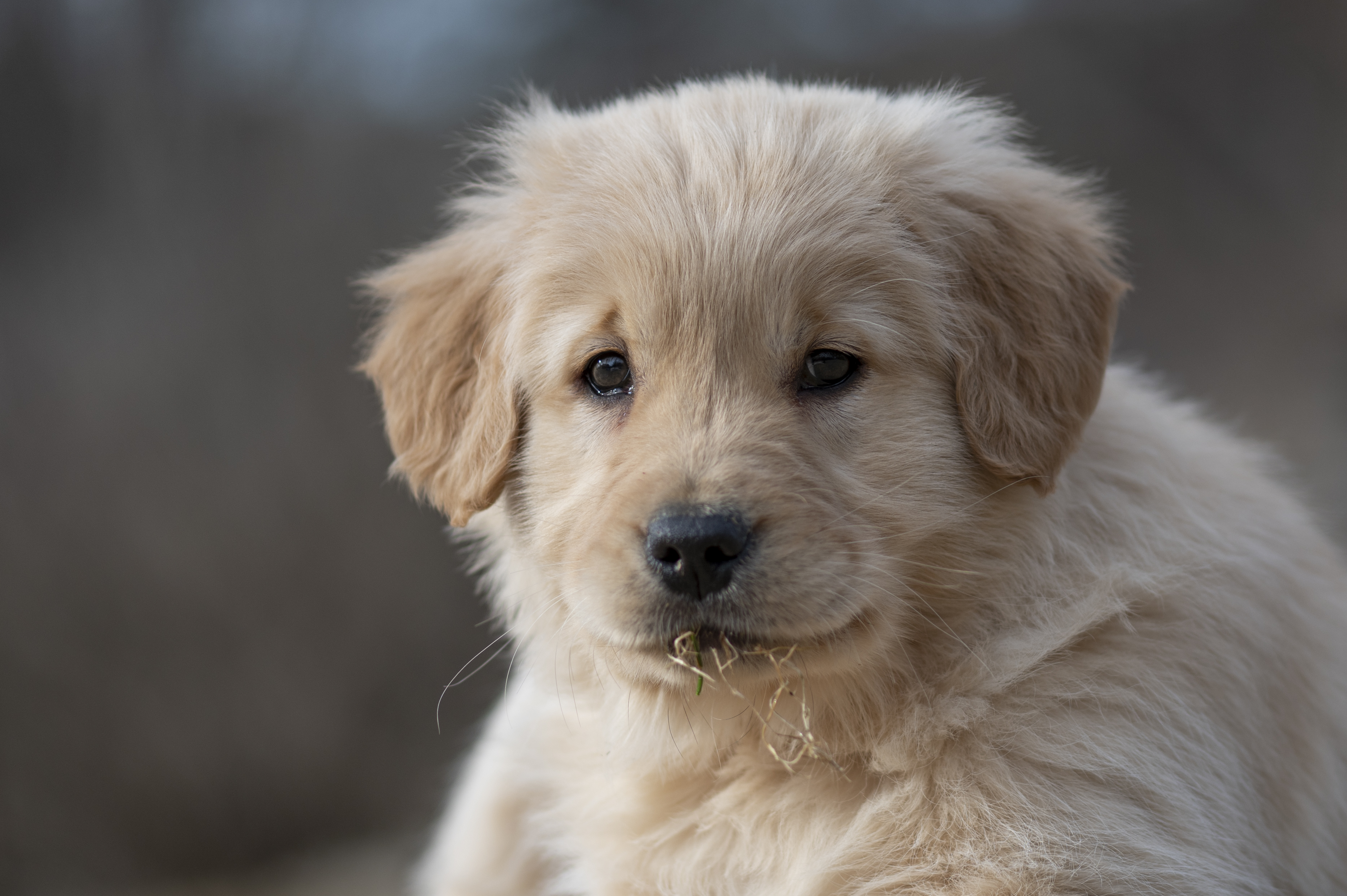 Puppies — YellowRita 10wks338 1