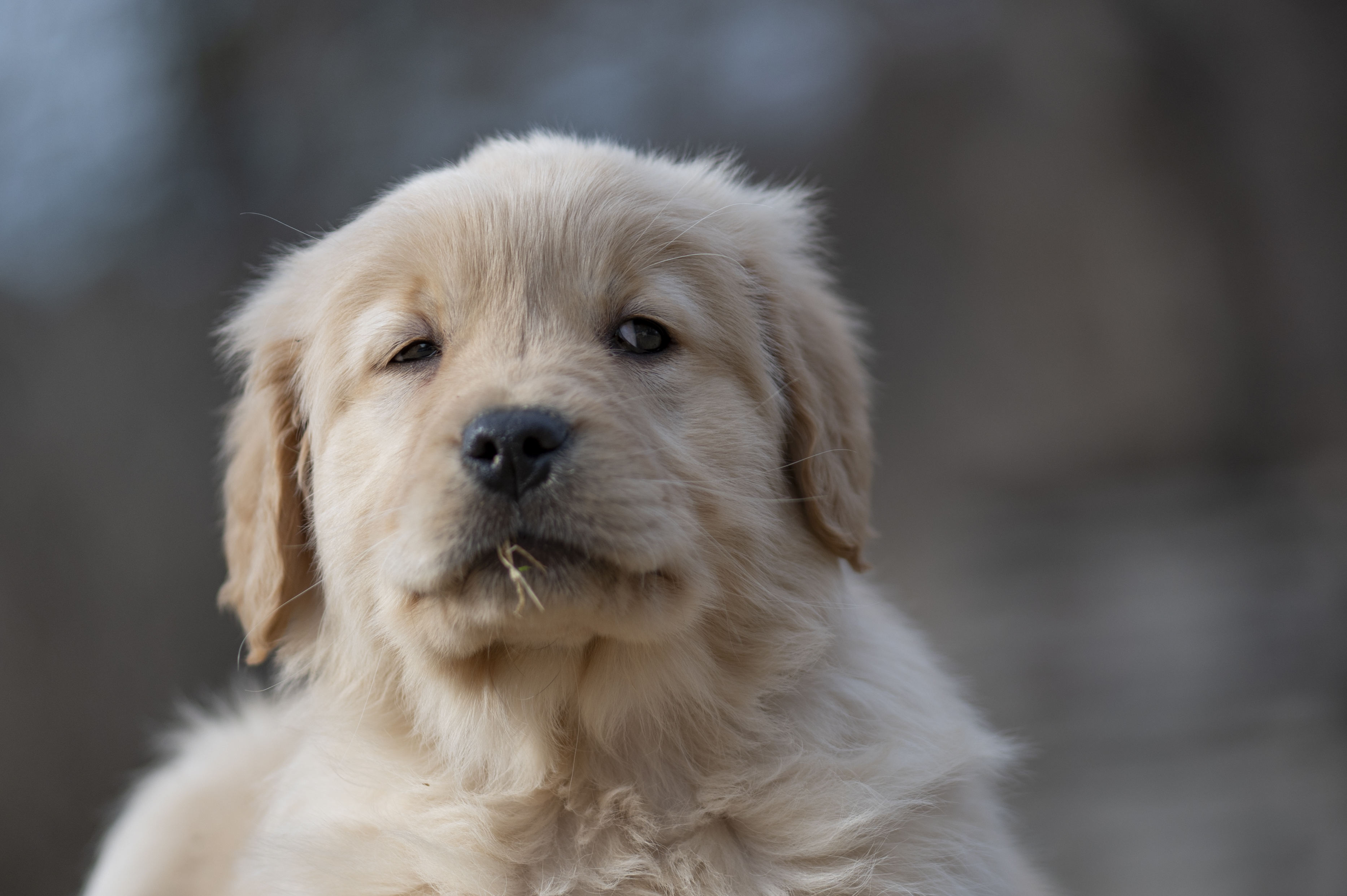Puppies — YellowRita 10wks349