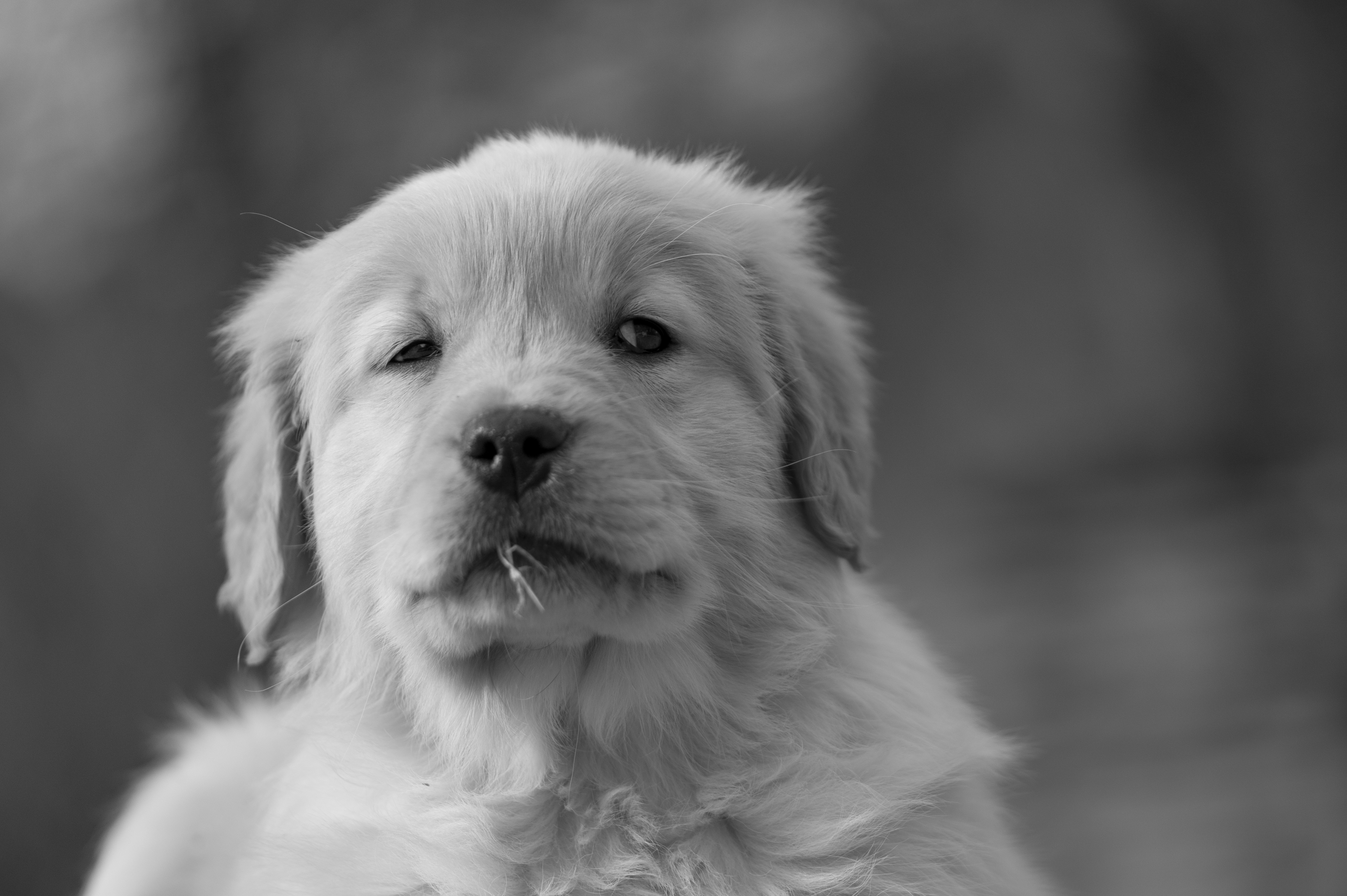 Puppies — YellowRita 10wks349 1