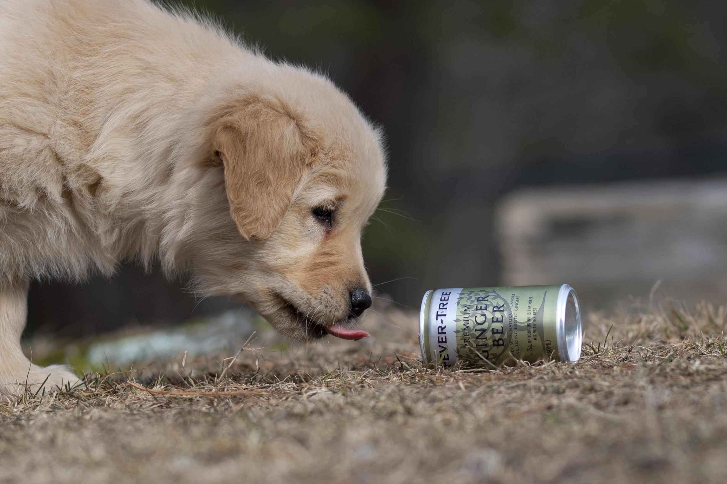 Puppies — YellowRita 10wks375
