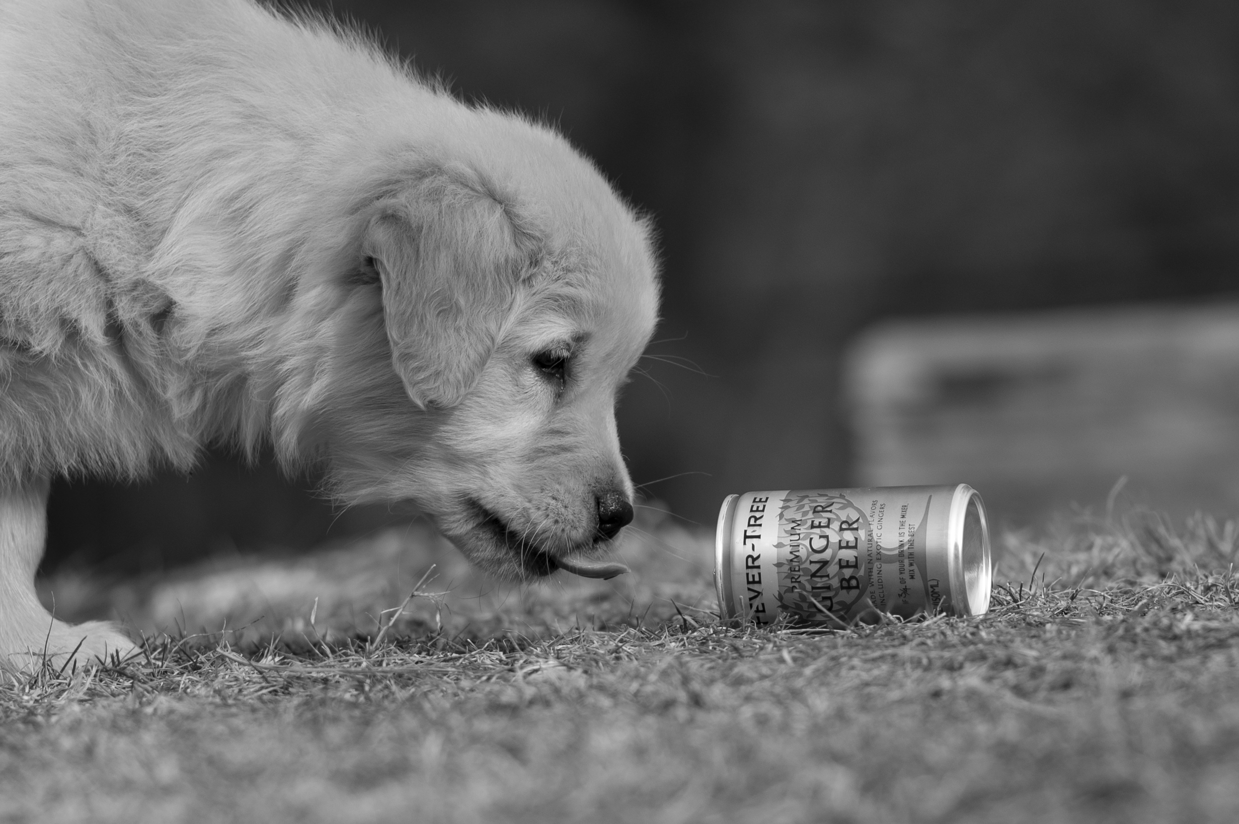 Puppies — YellowRita 10wks375 1