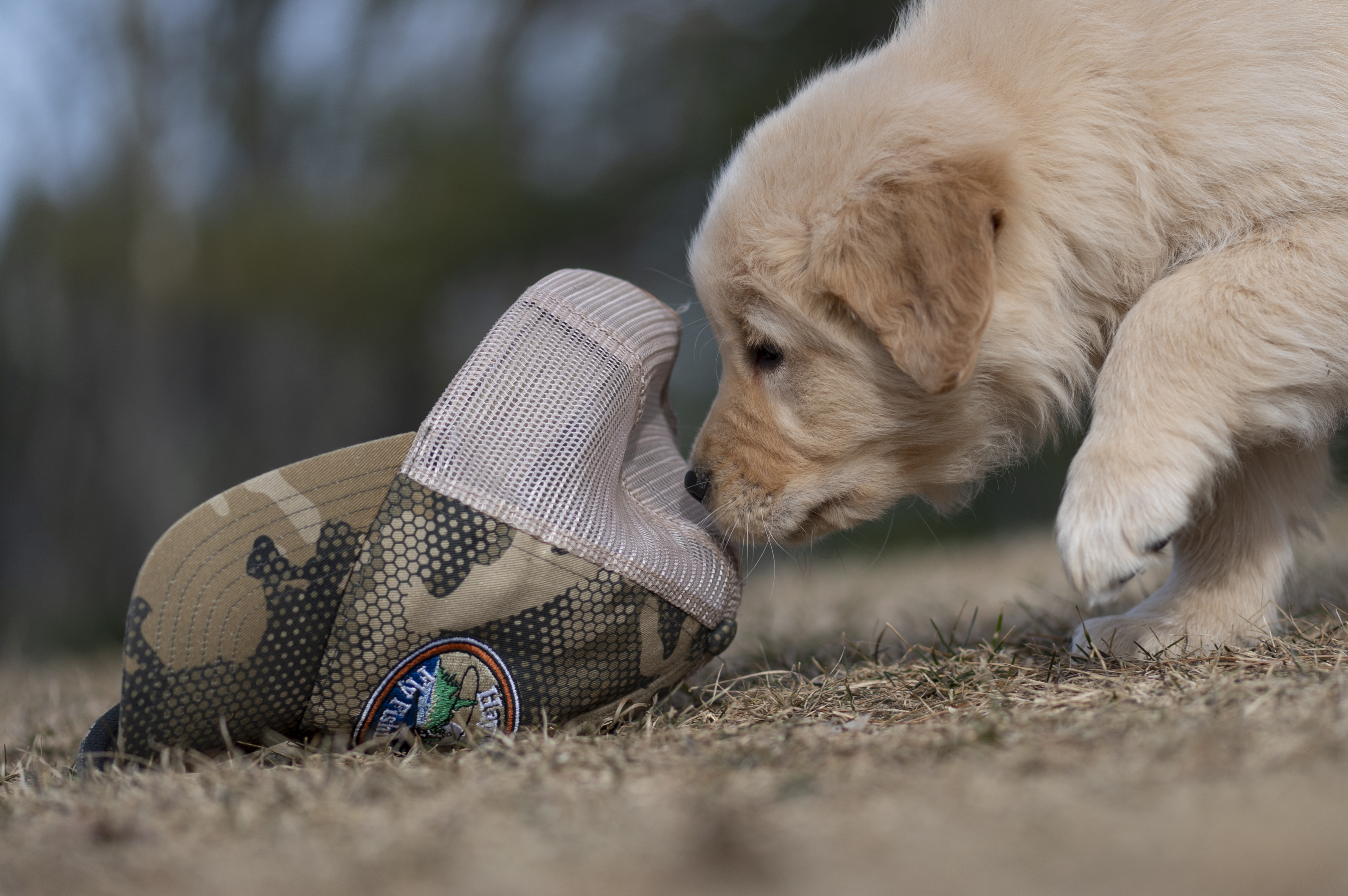 Puppies — YellowRita 10wks380