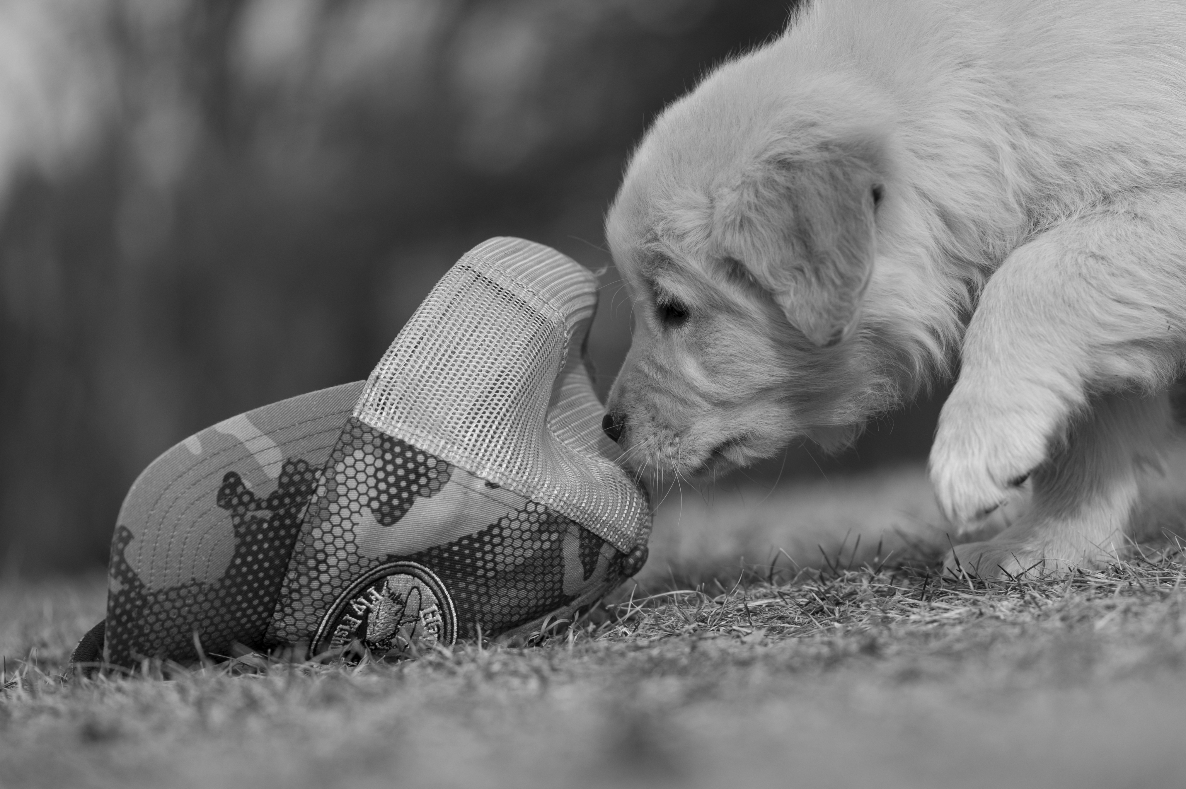 Puppies — YellowRita 10wks380 1