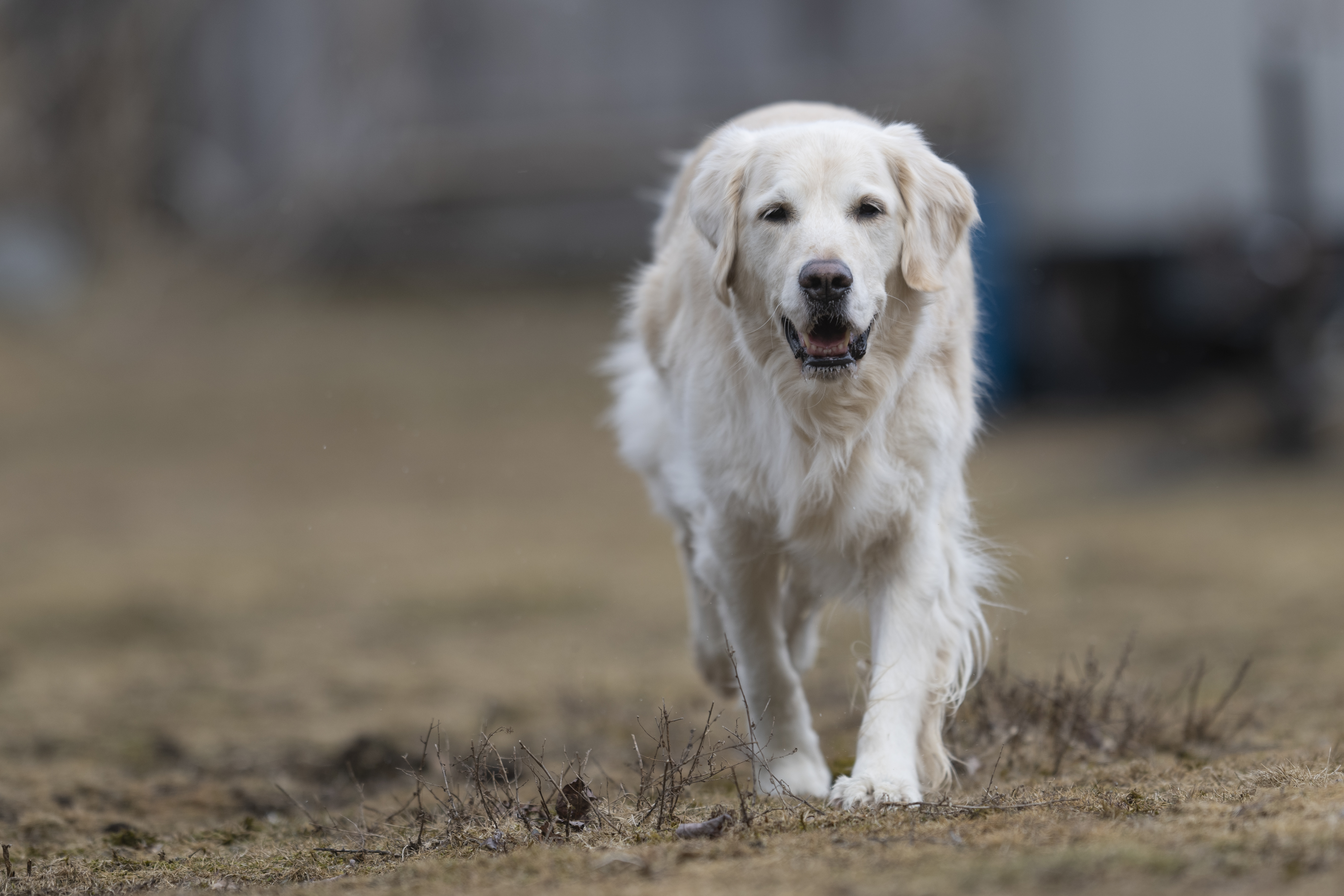 Puppies — ScRaMartinPiper004 1