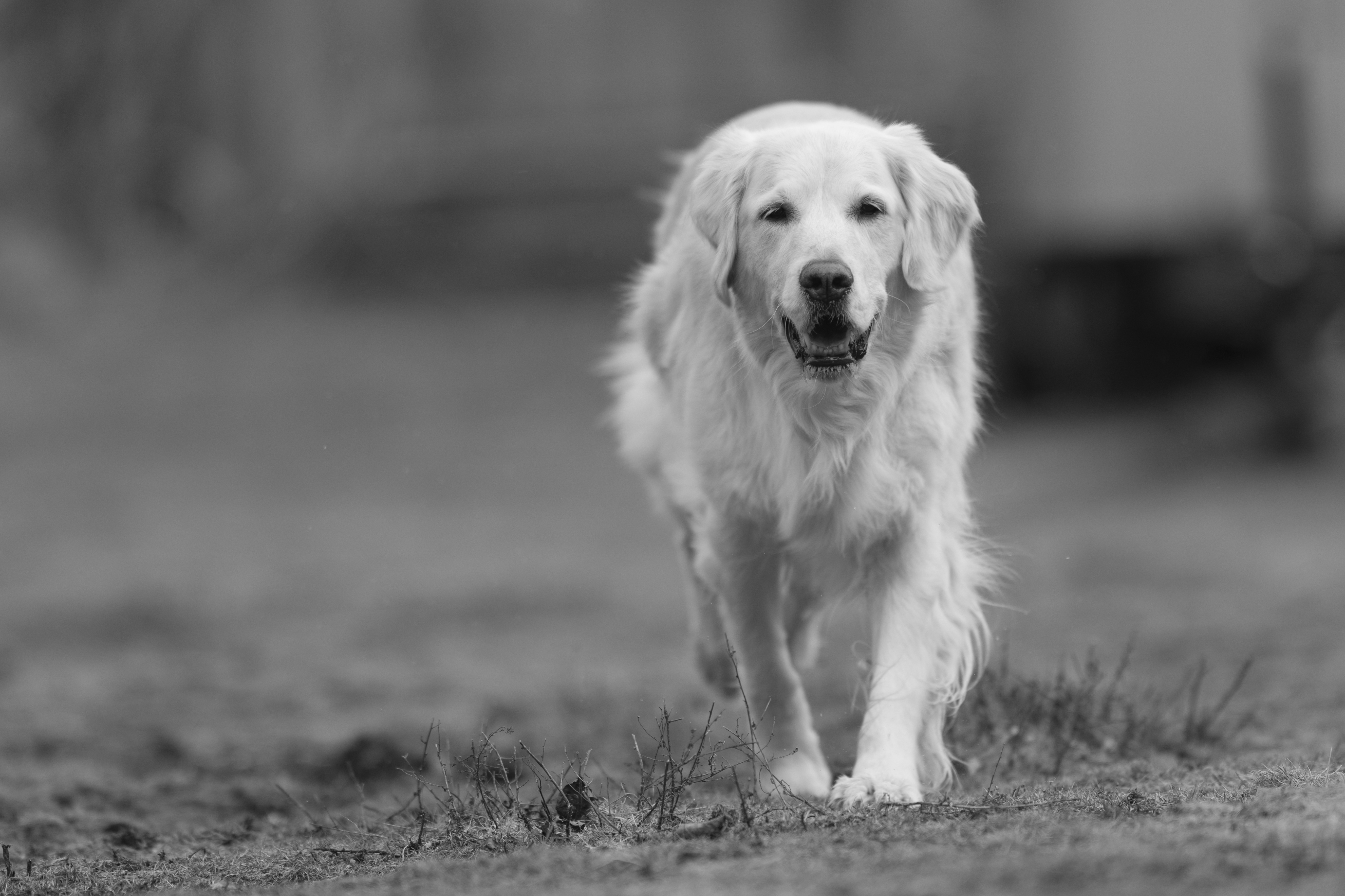 Puppies — ScRaMartinPiper004 2