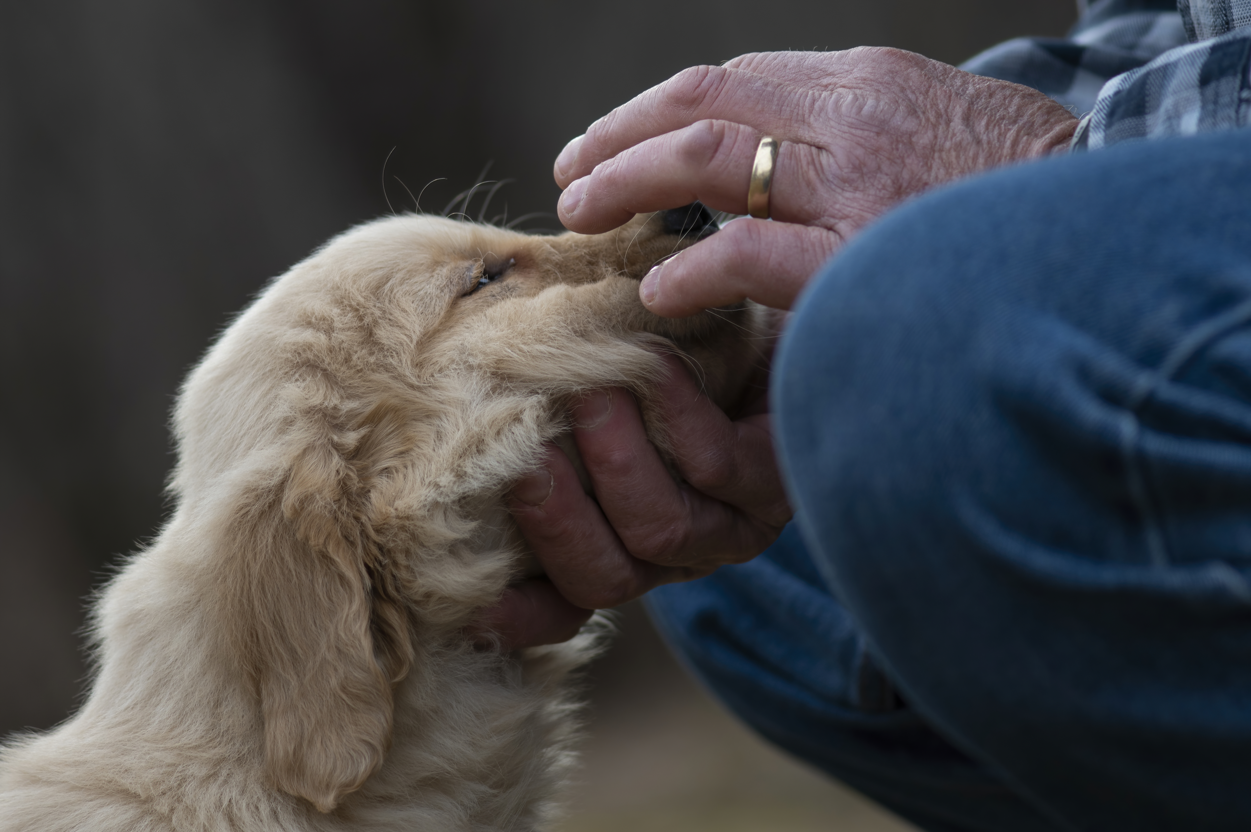 Puppies — SRitaPastor001 f