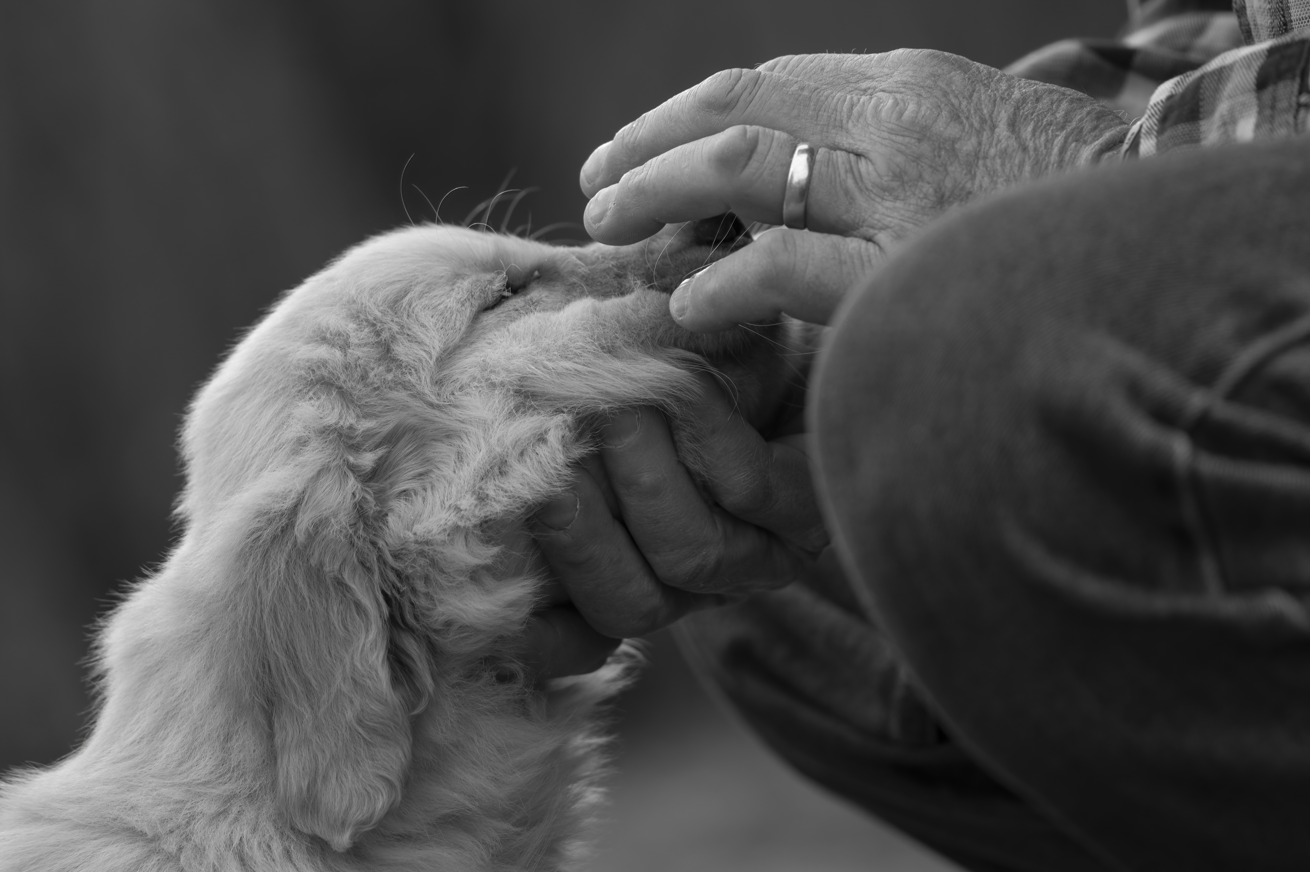 Puppies — SRitaPastor001 1 f