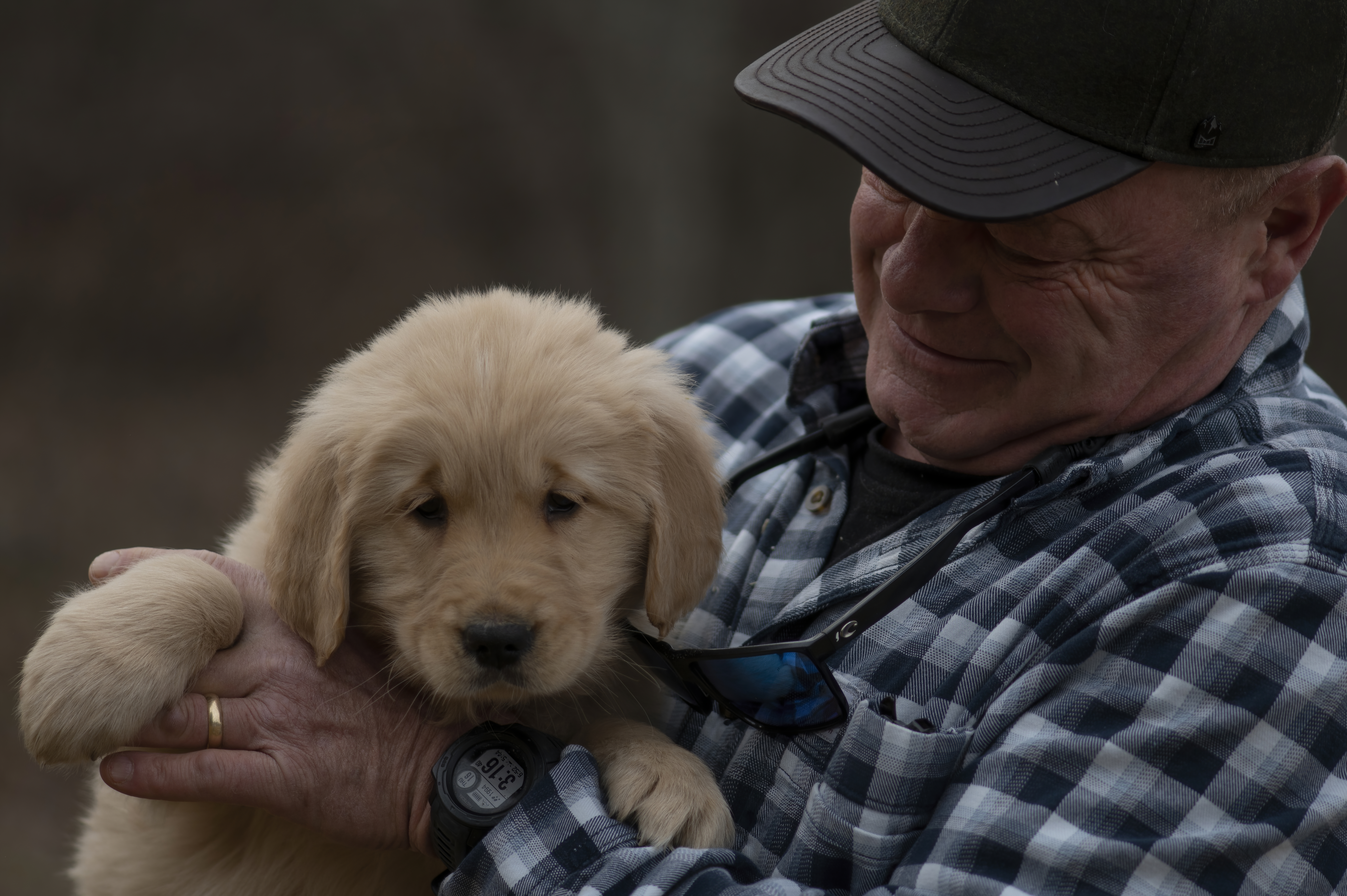 Golden Retriever puppy with person