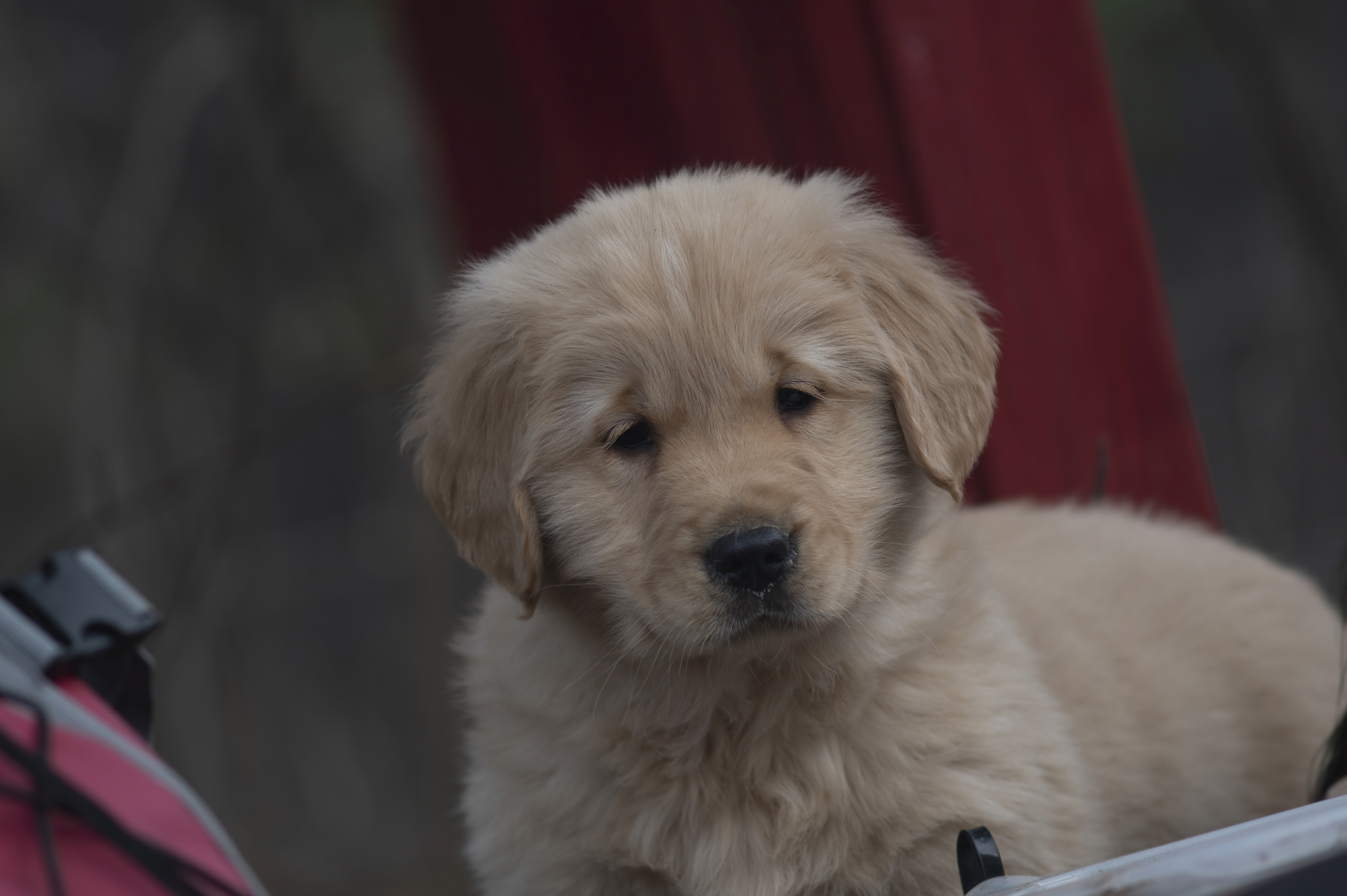 Puppies — SRitaPastor085 1 f