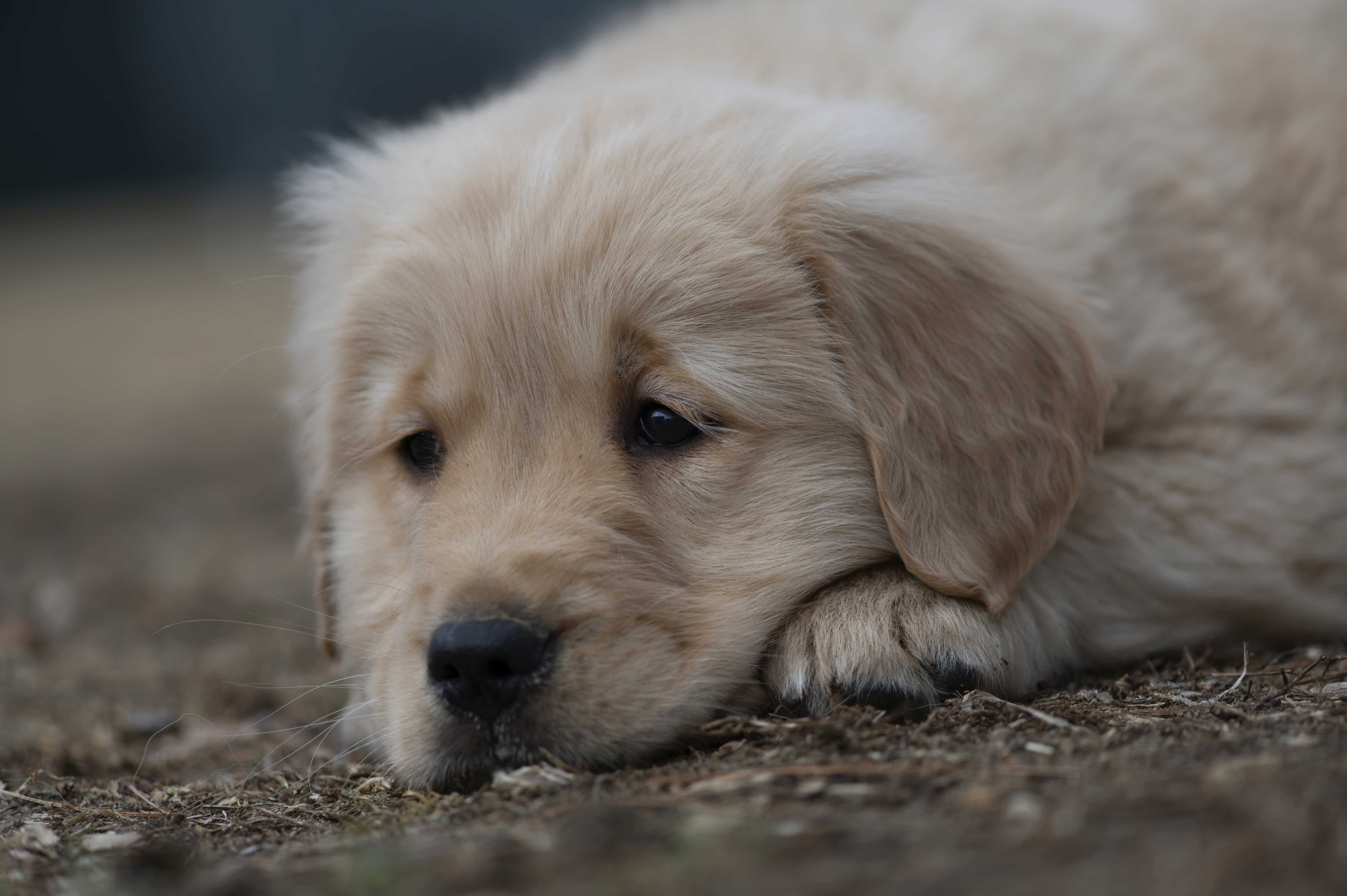 Puppies — SRitaPastor102 f