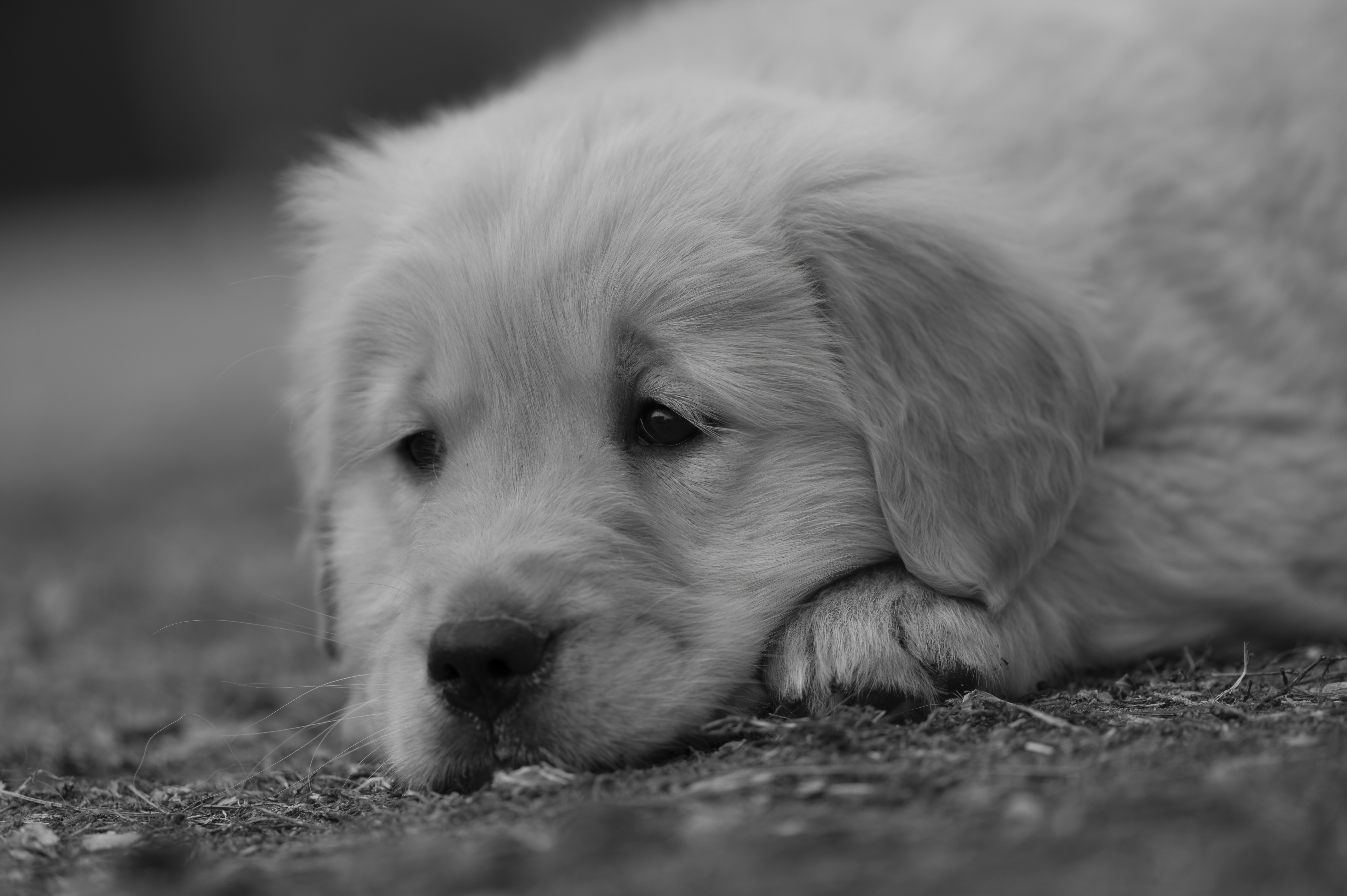 Puppies — SRitaPastor102 1 f