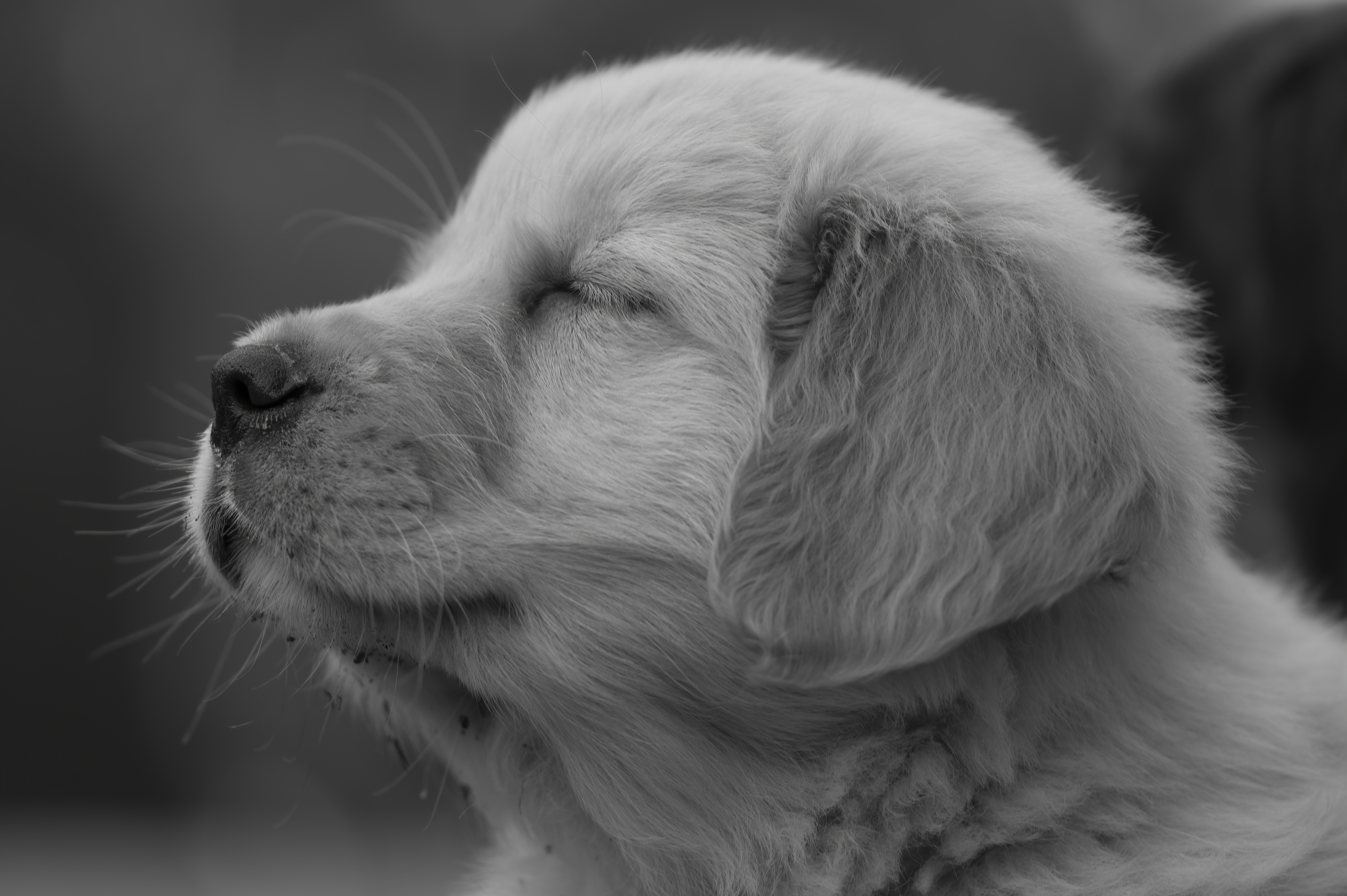 Puppies — SRitaPastor107 f