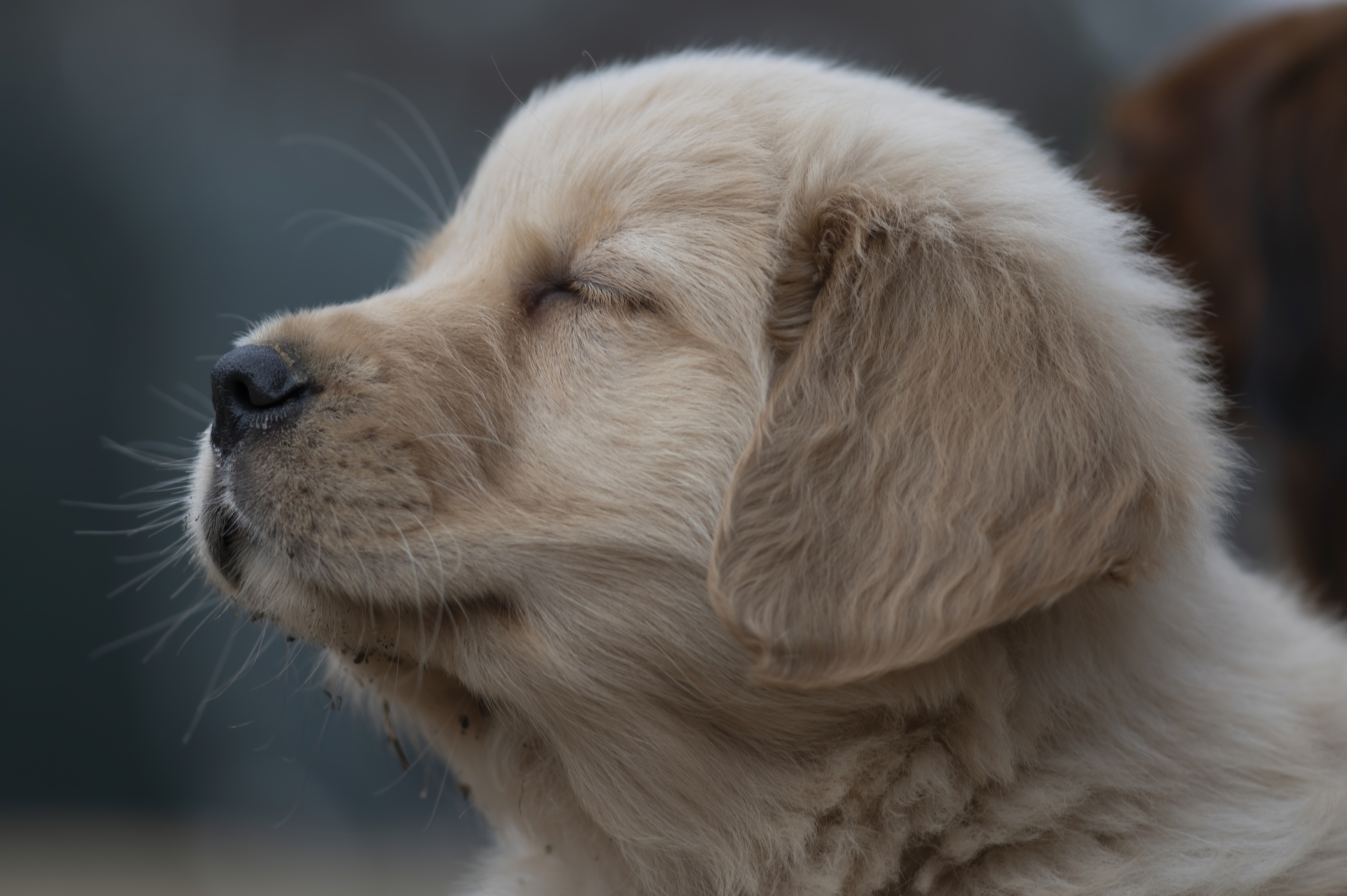 Puppies — SRitaPastor107 1 f