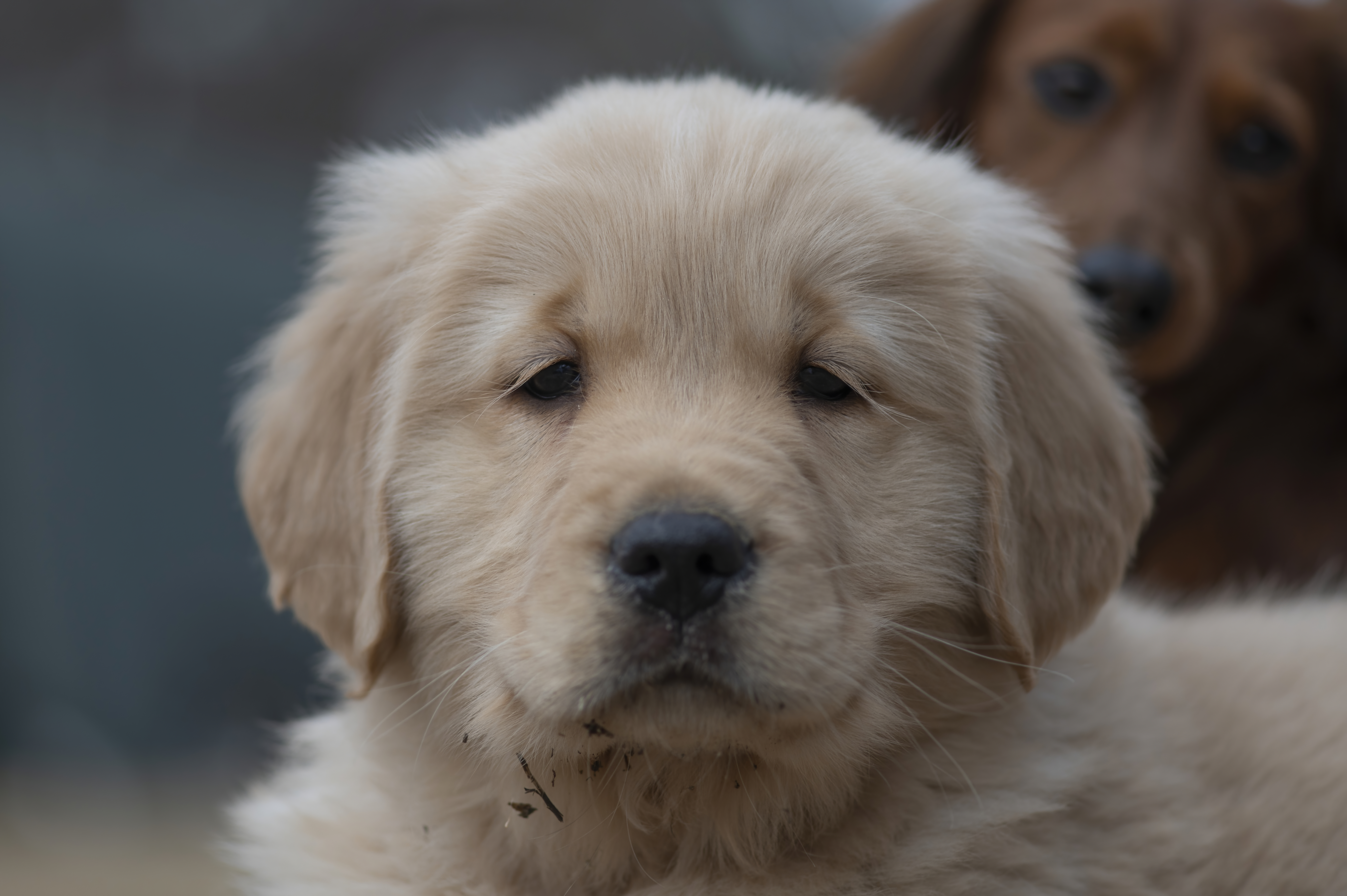 Puppies — SRitaPastor111 1 f