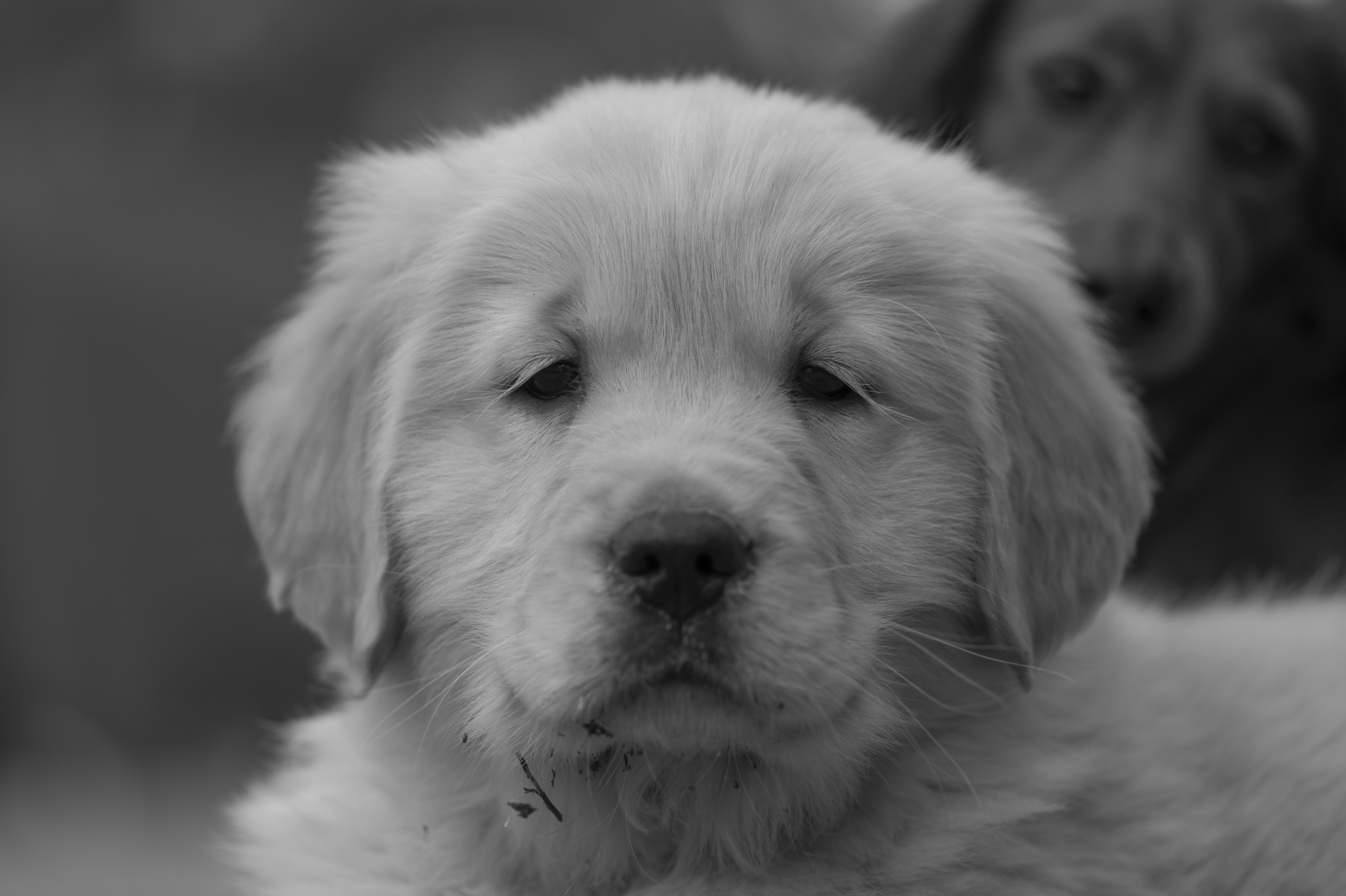 Puppies — SRitaPastor111 2 f