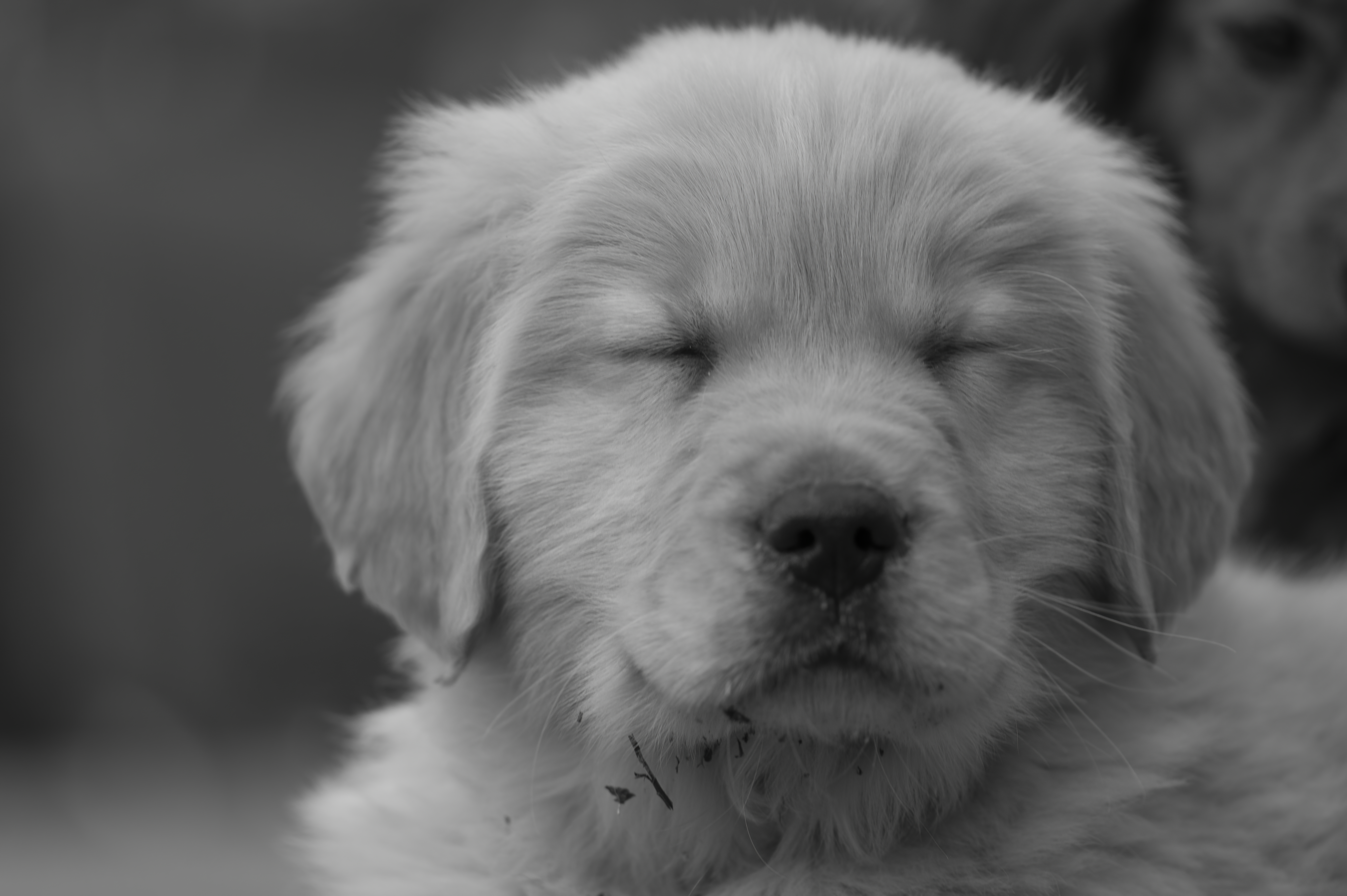 Puppies — SRitaPastor118 f