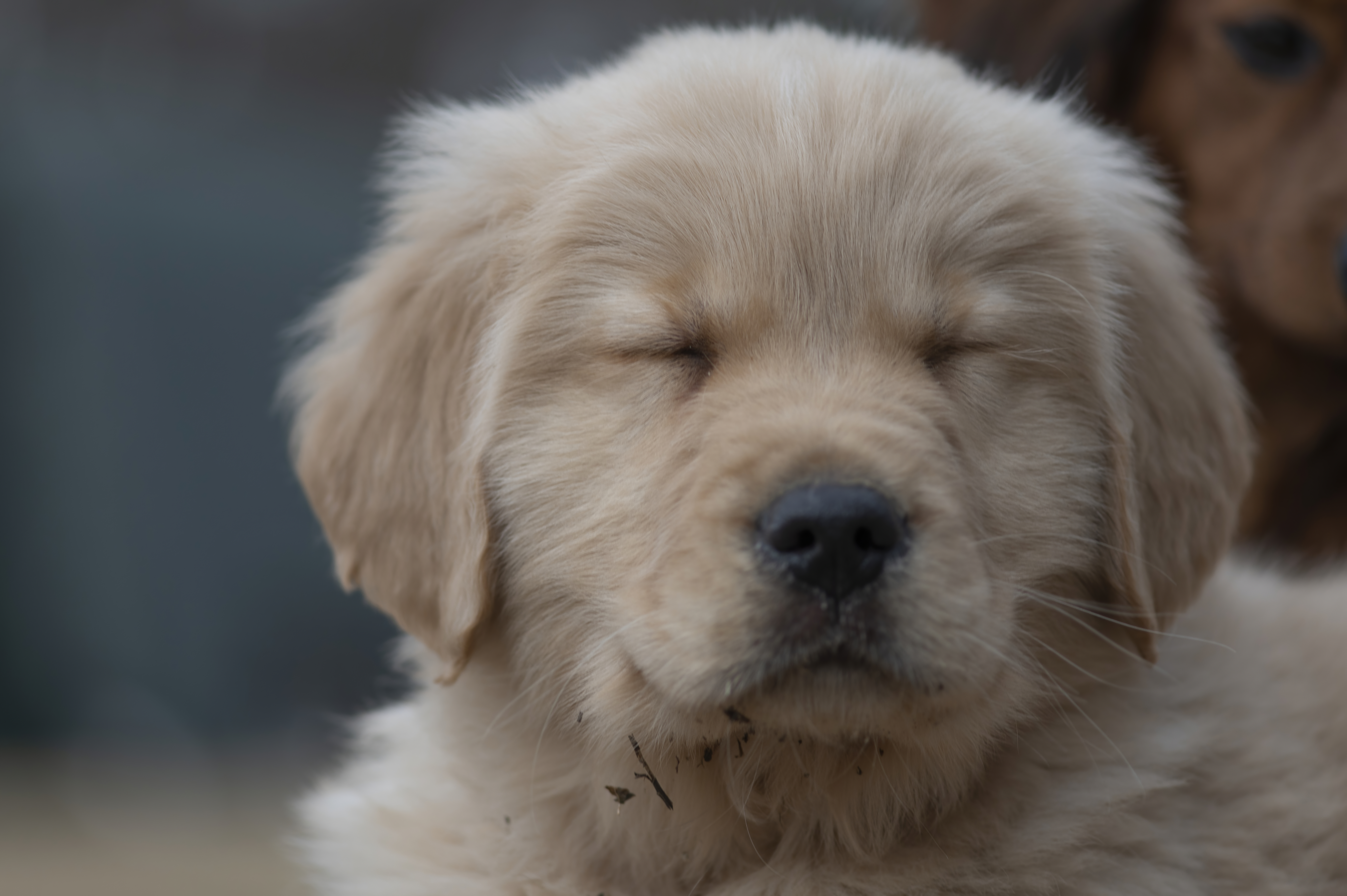 Puppies — SRitaPastor118 1 f