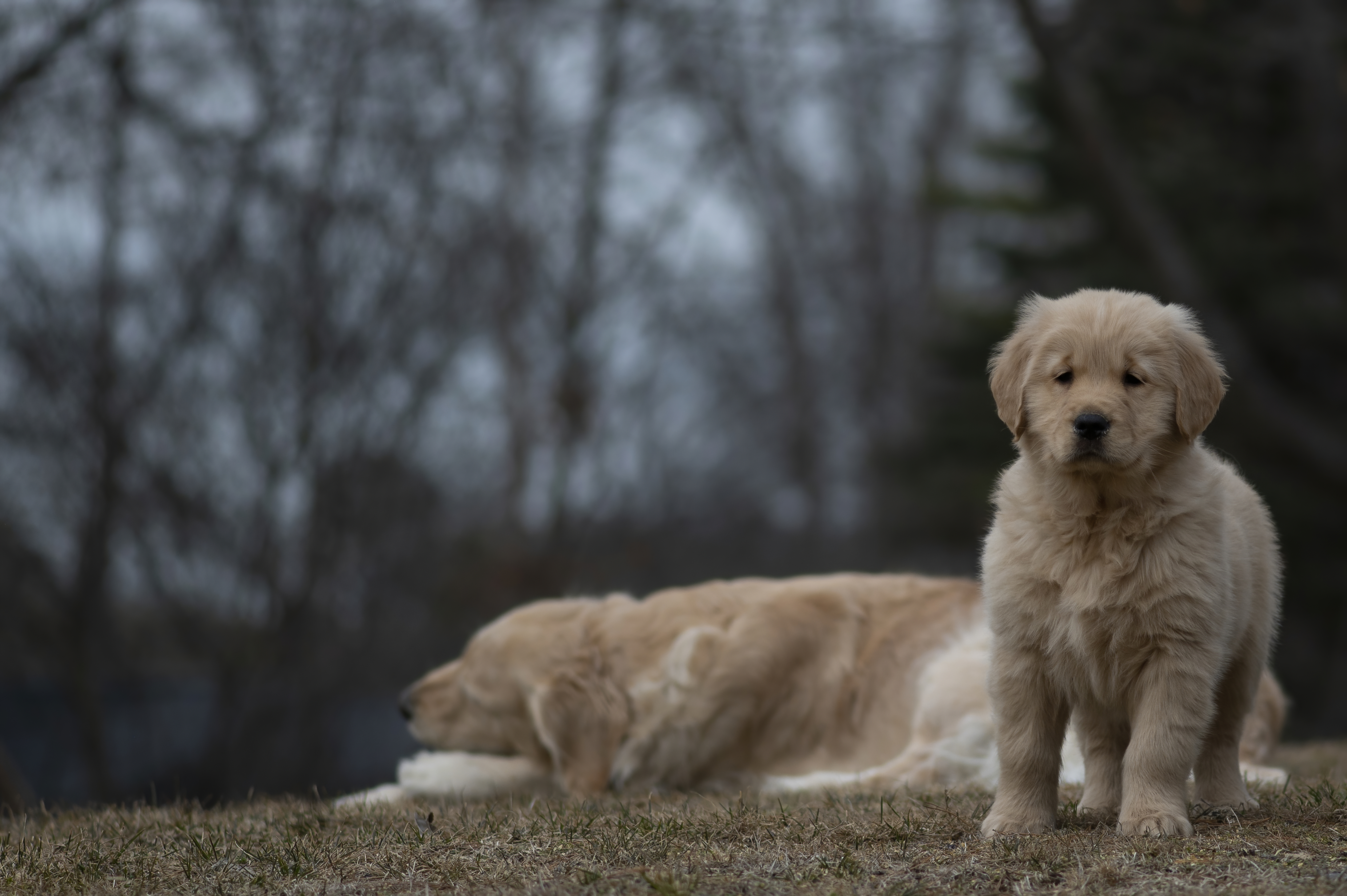 Golden Retriever puppy with family