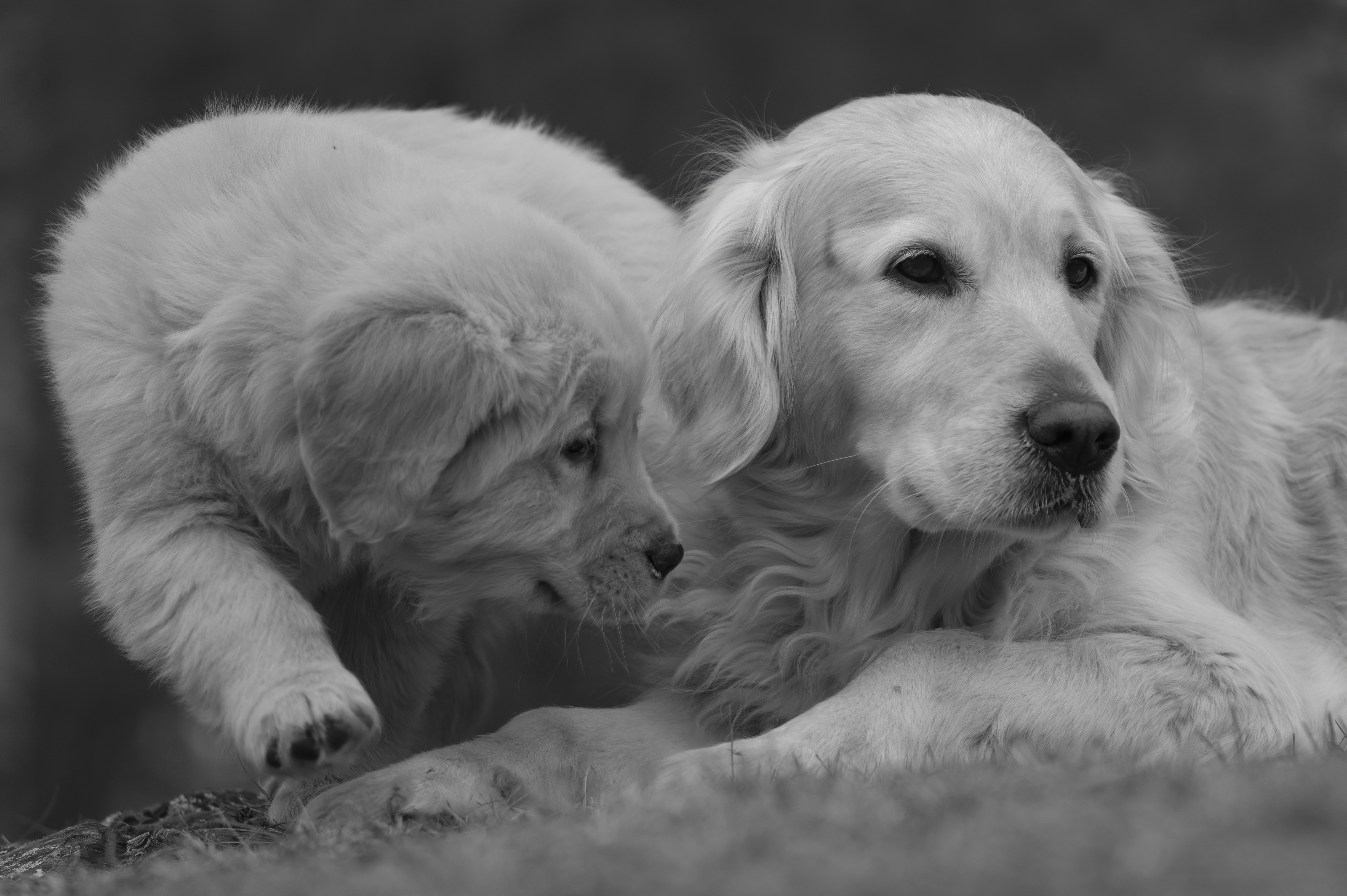 Puppies — SRitaPastor370 f