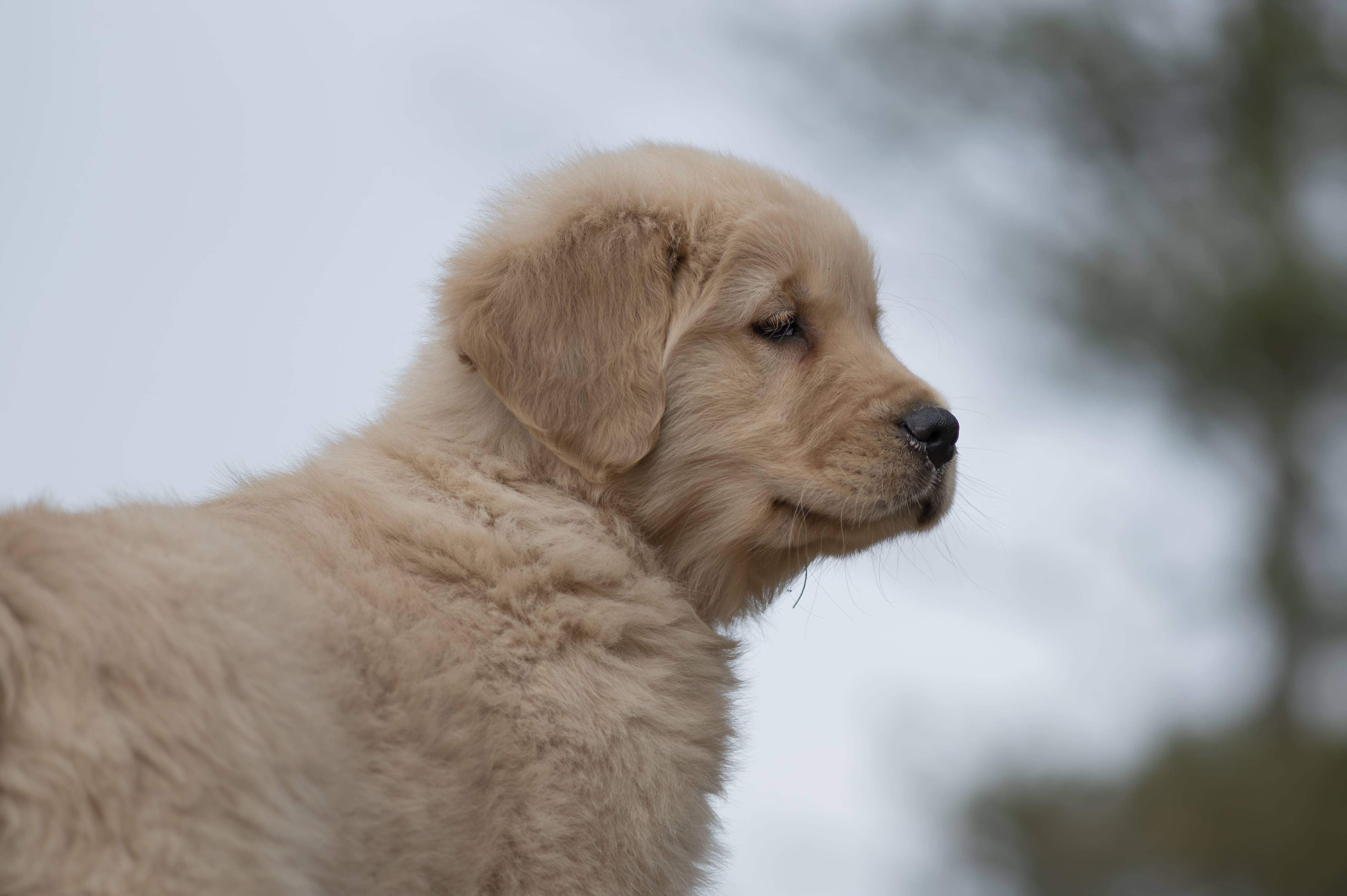 Puppies — SRitaPastor439 f