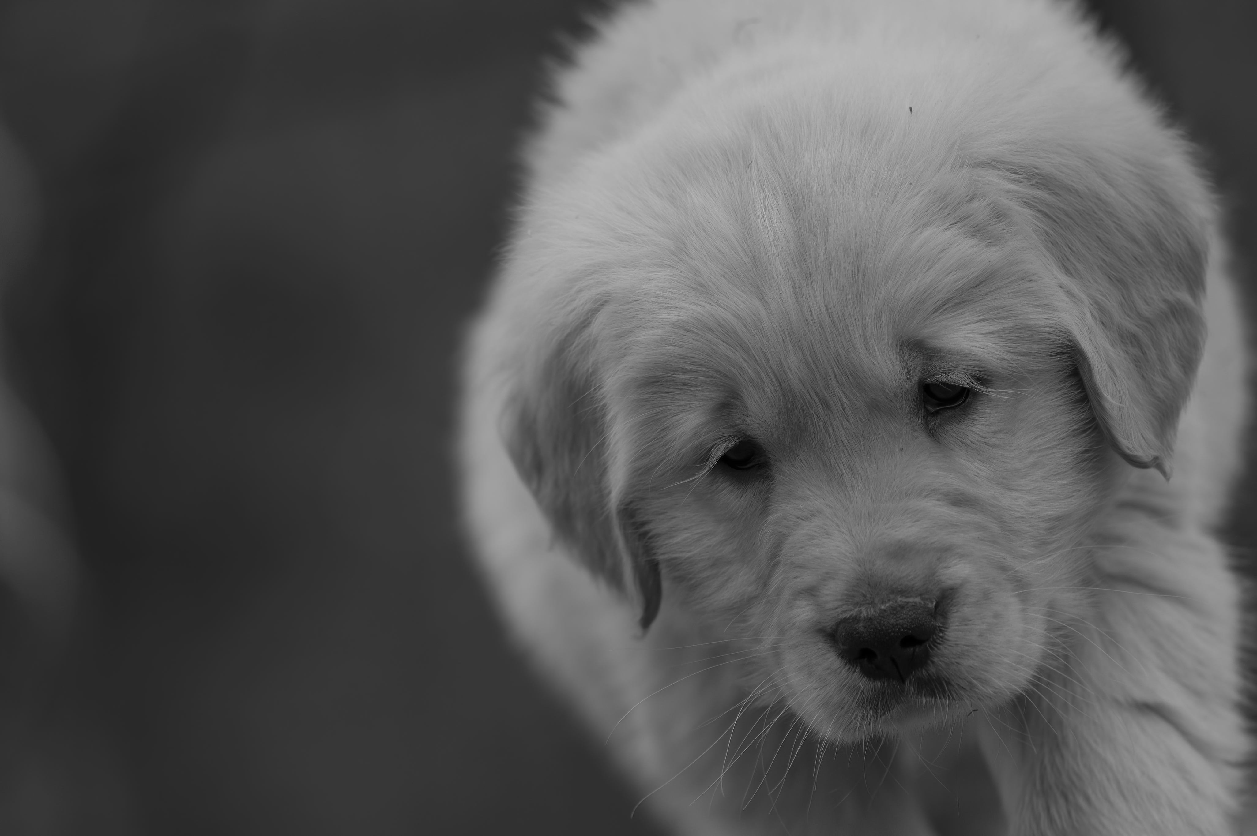 Puppies — SRitaPastor526 1 f