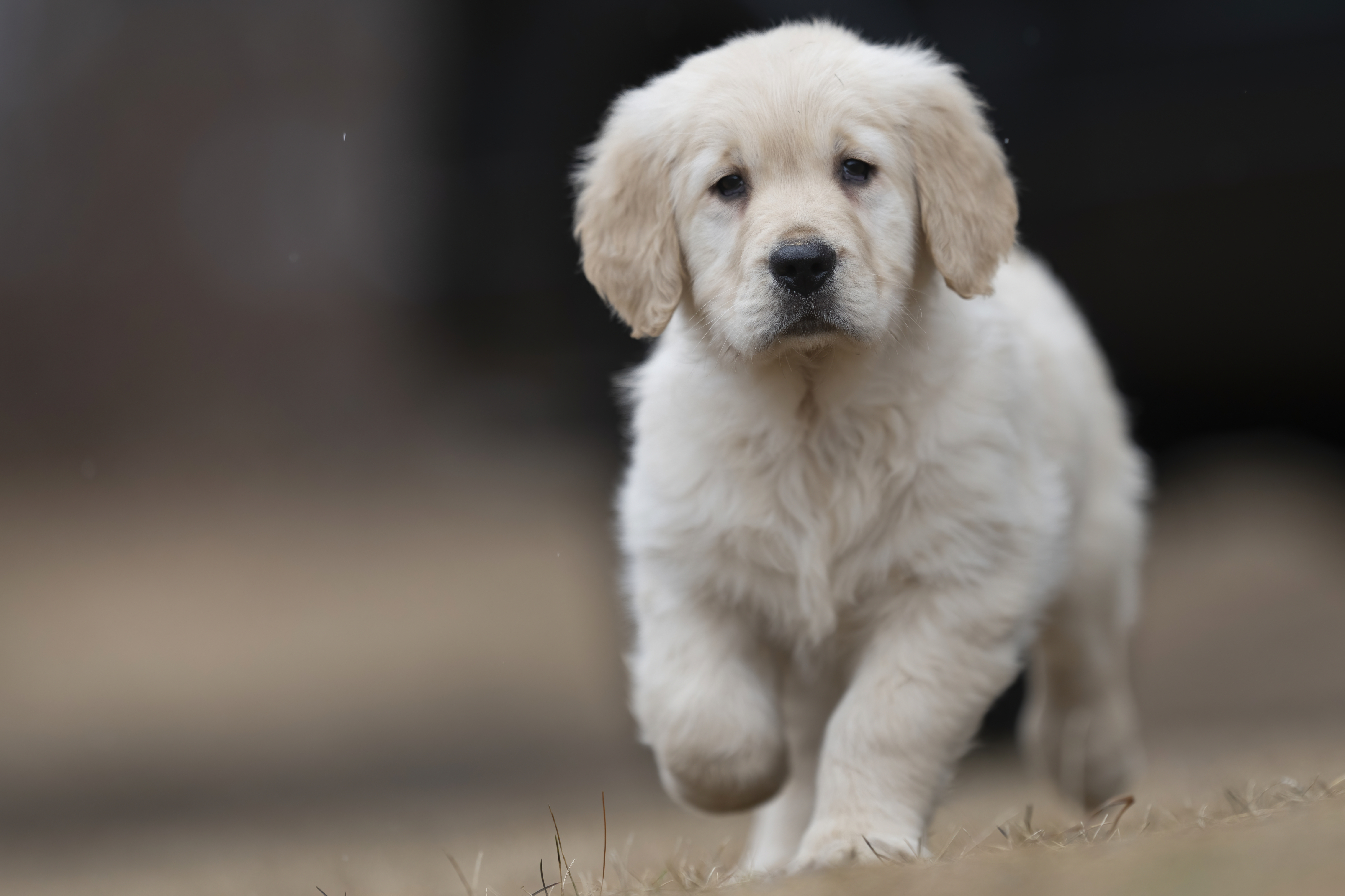 Puppies — RitaKelsey045 f