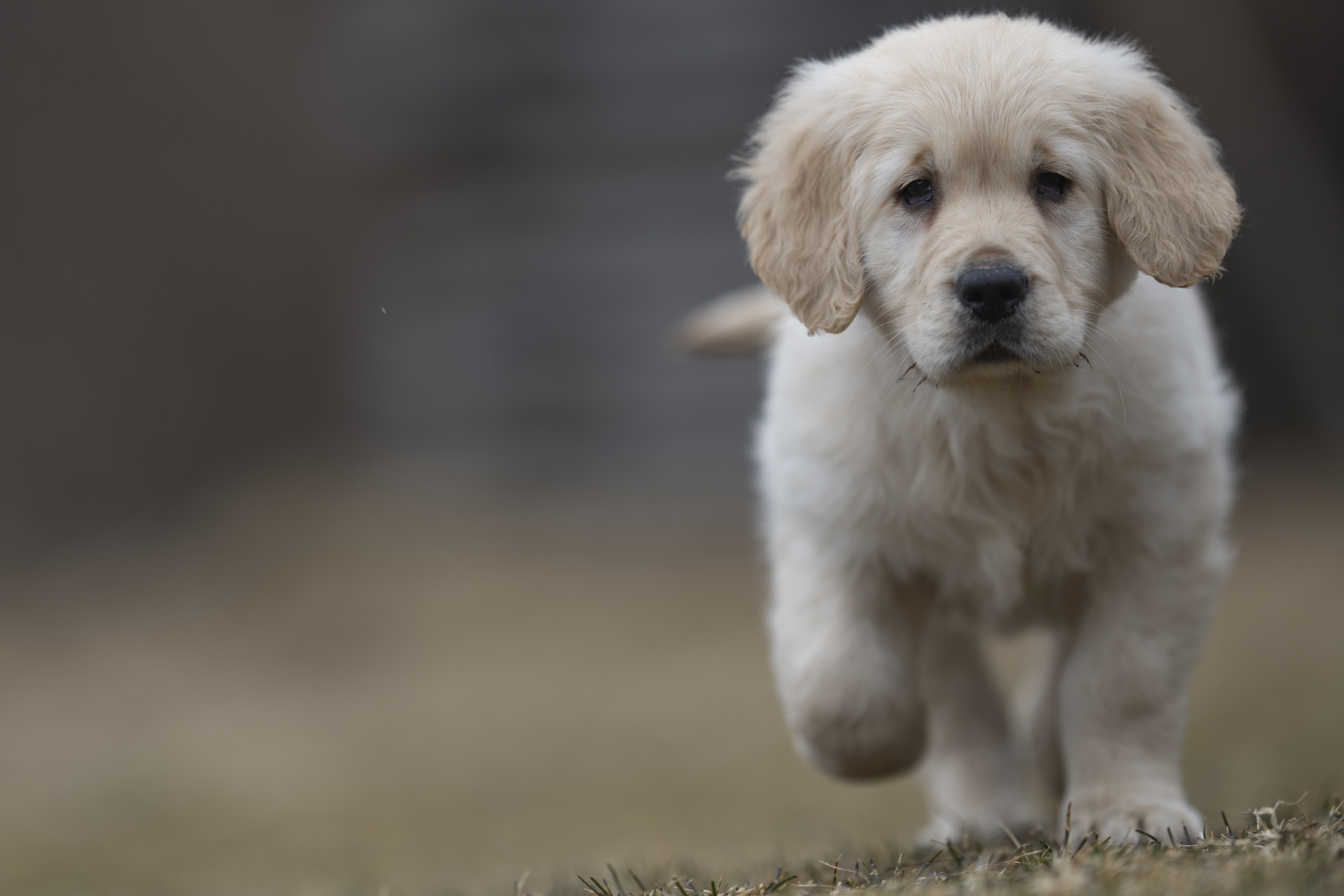 Golden Retriever puppy being held by family