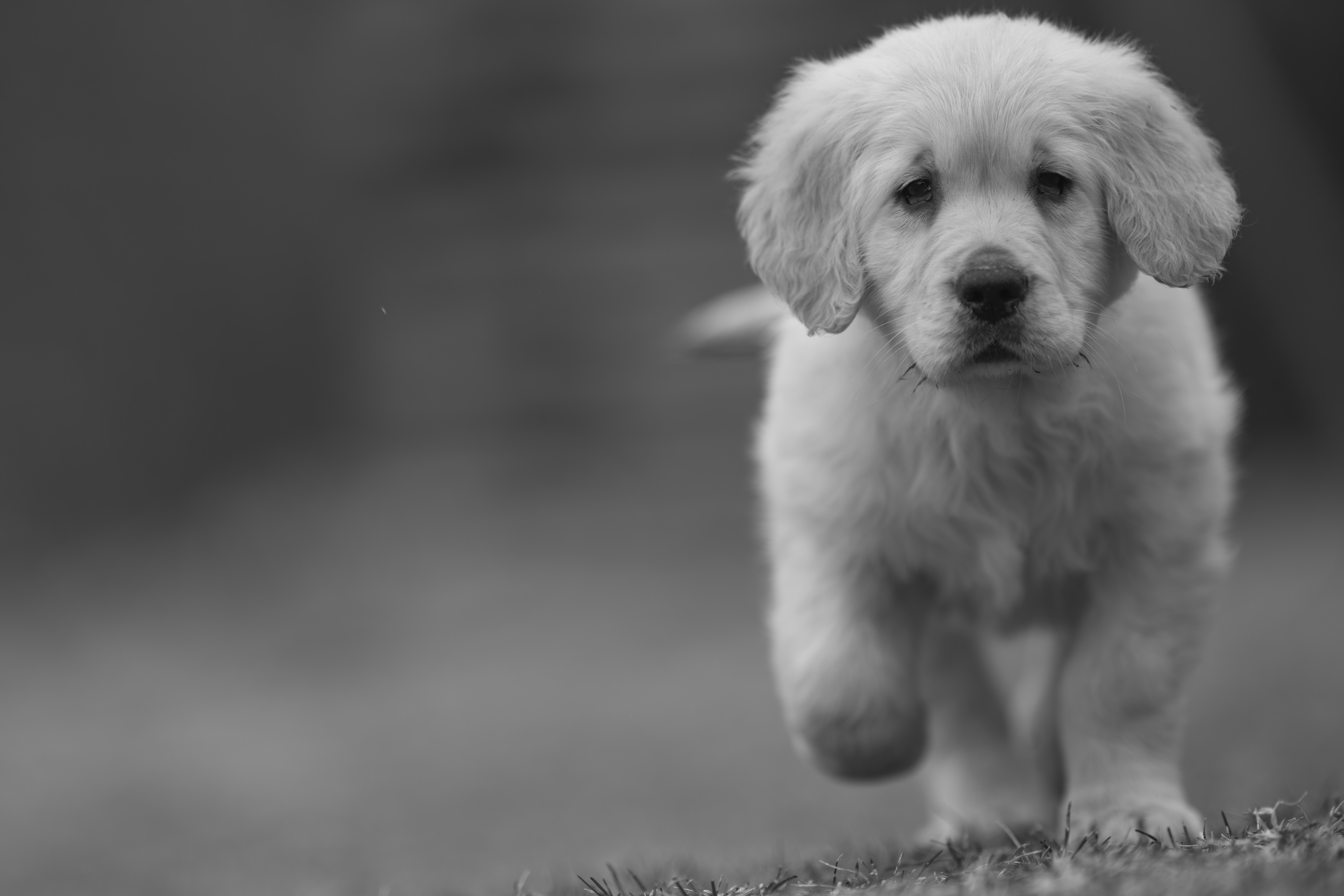 Puppies — RitaKelsey124 1 f