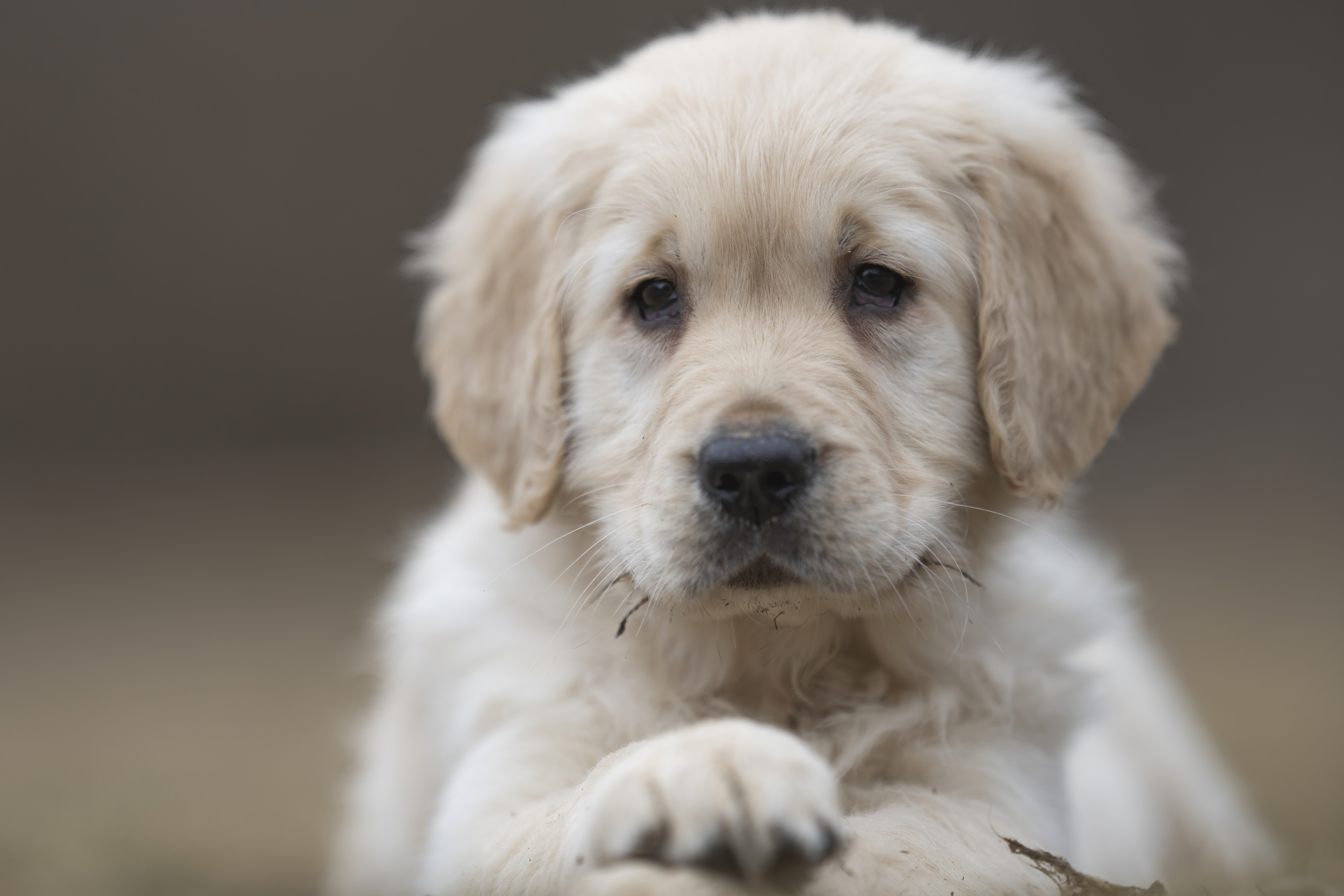 Puppies — RitaKelsey131 f