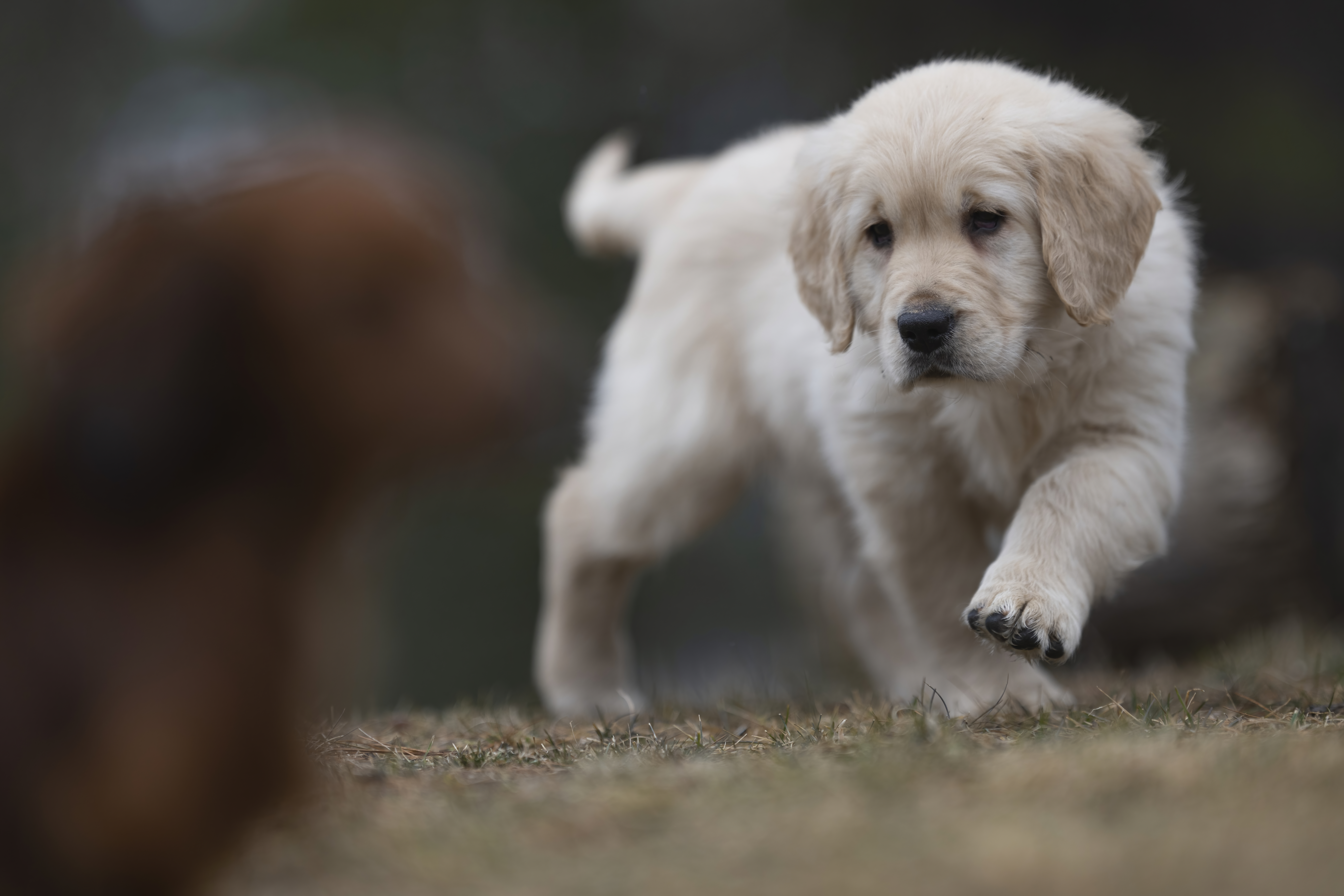 Puppies — RitaKelsey203 f