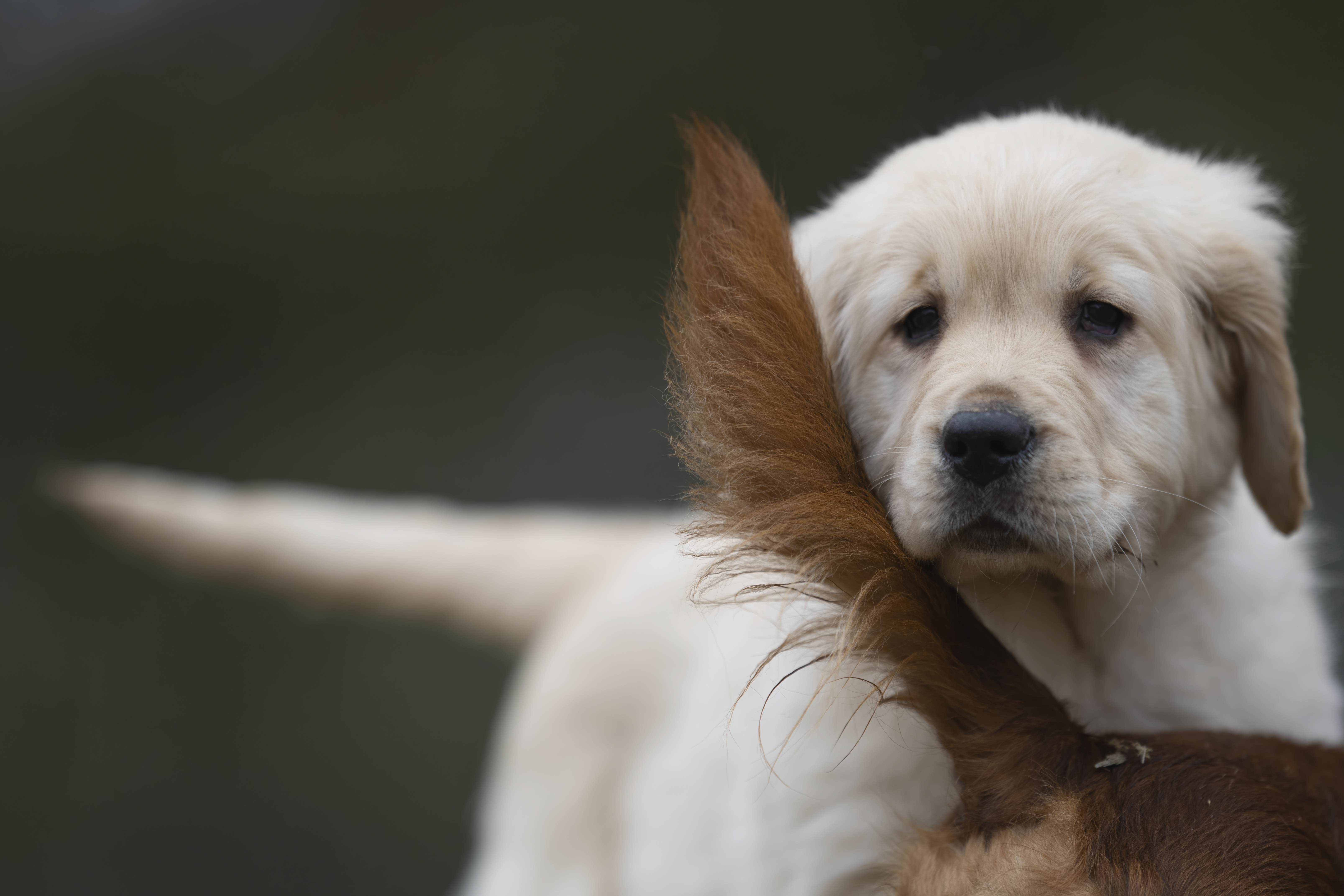 Puppies — RitaKelsey220 f