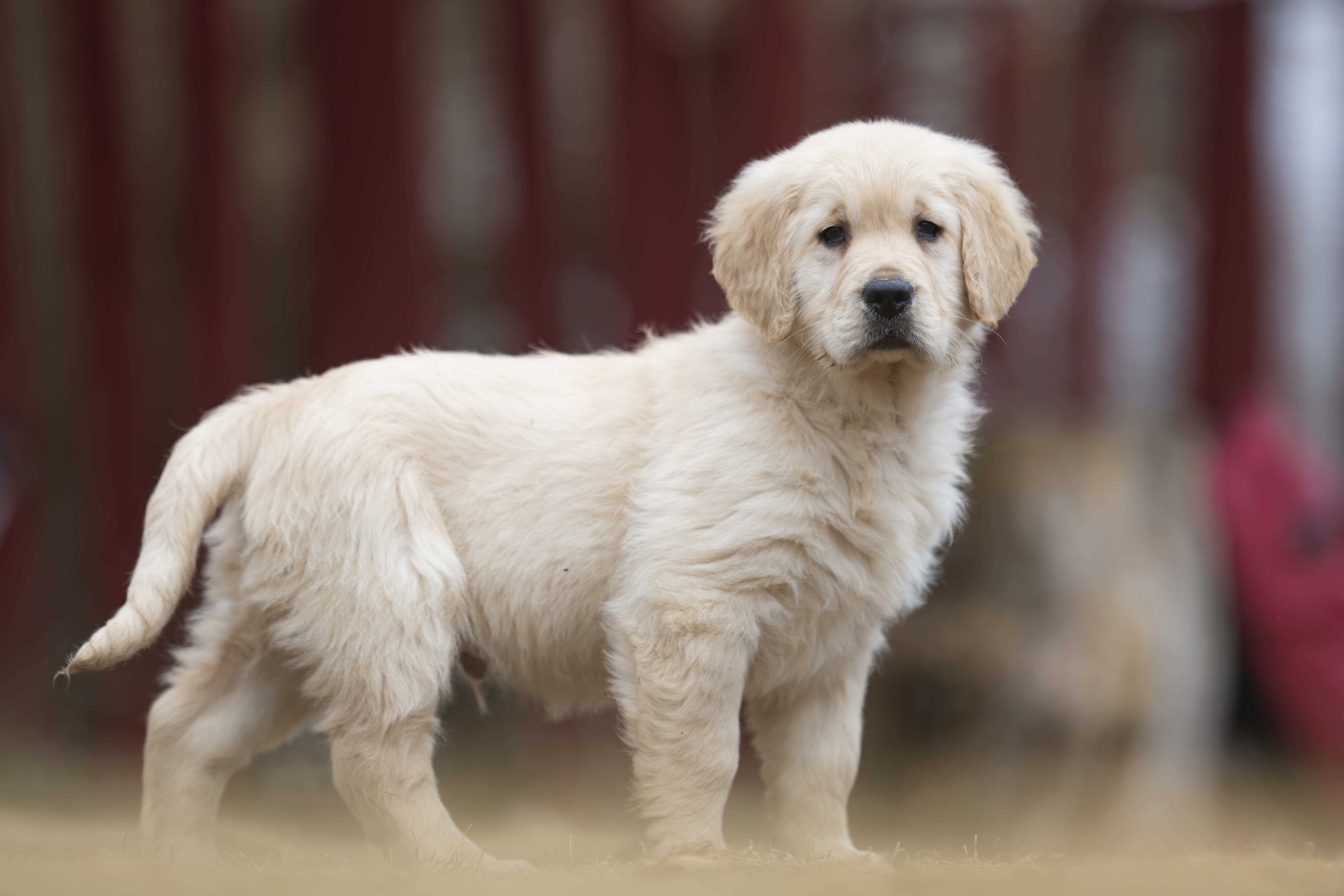 Puppies — RitaKelsey251 f