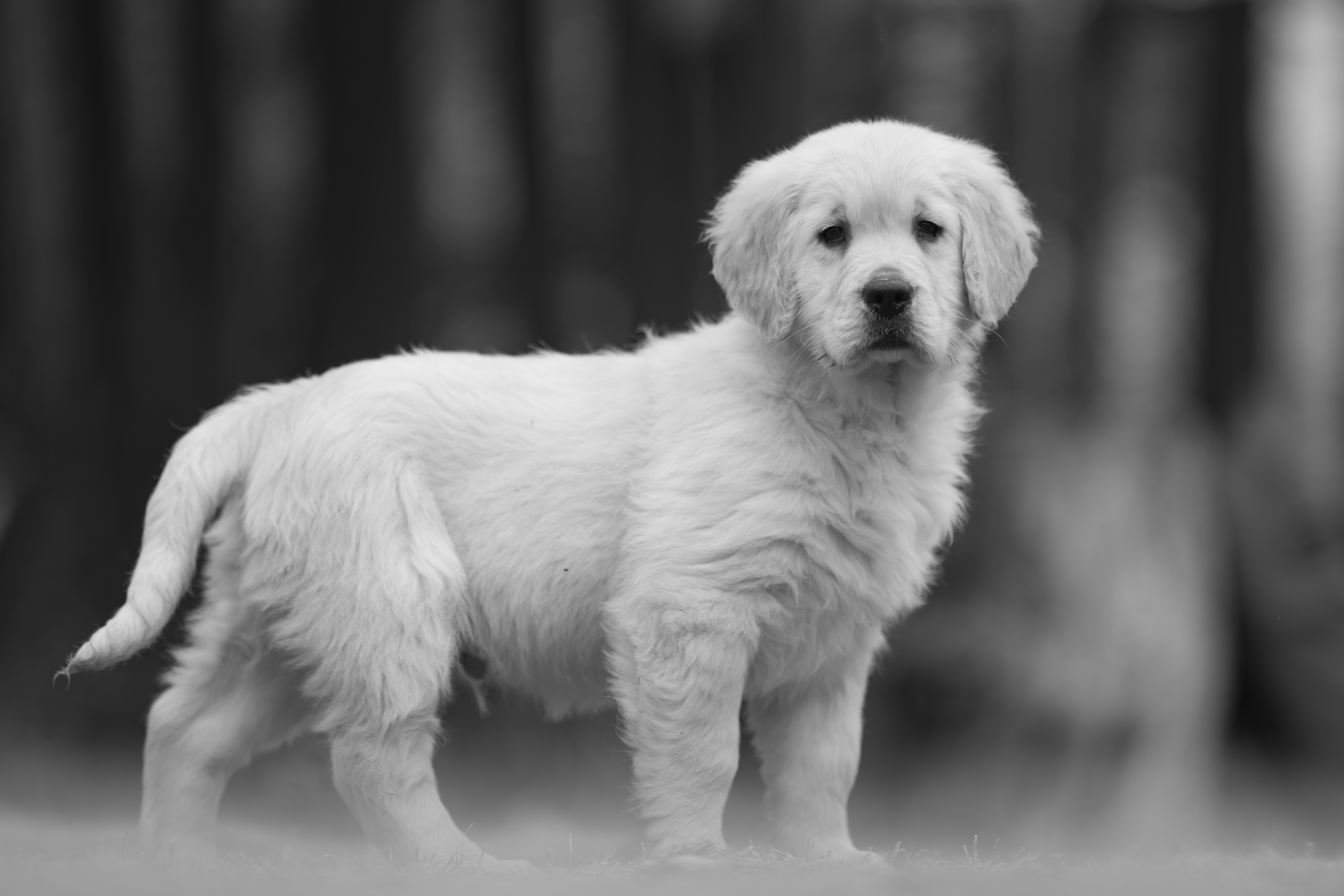 Puppies — RitaKelsey251 1 f