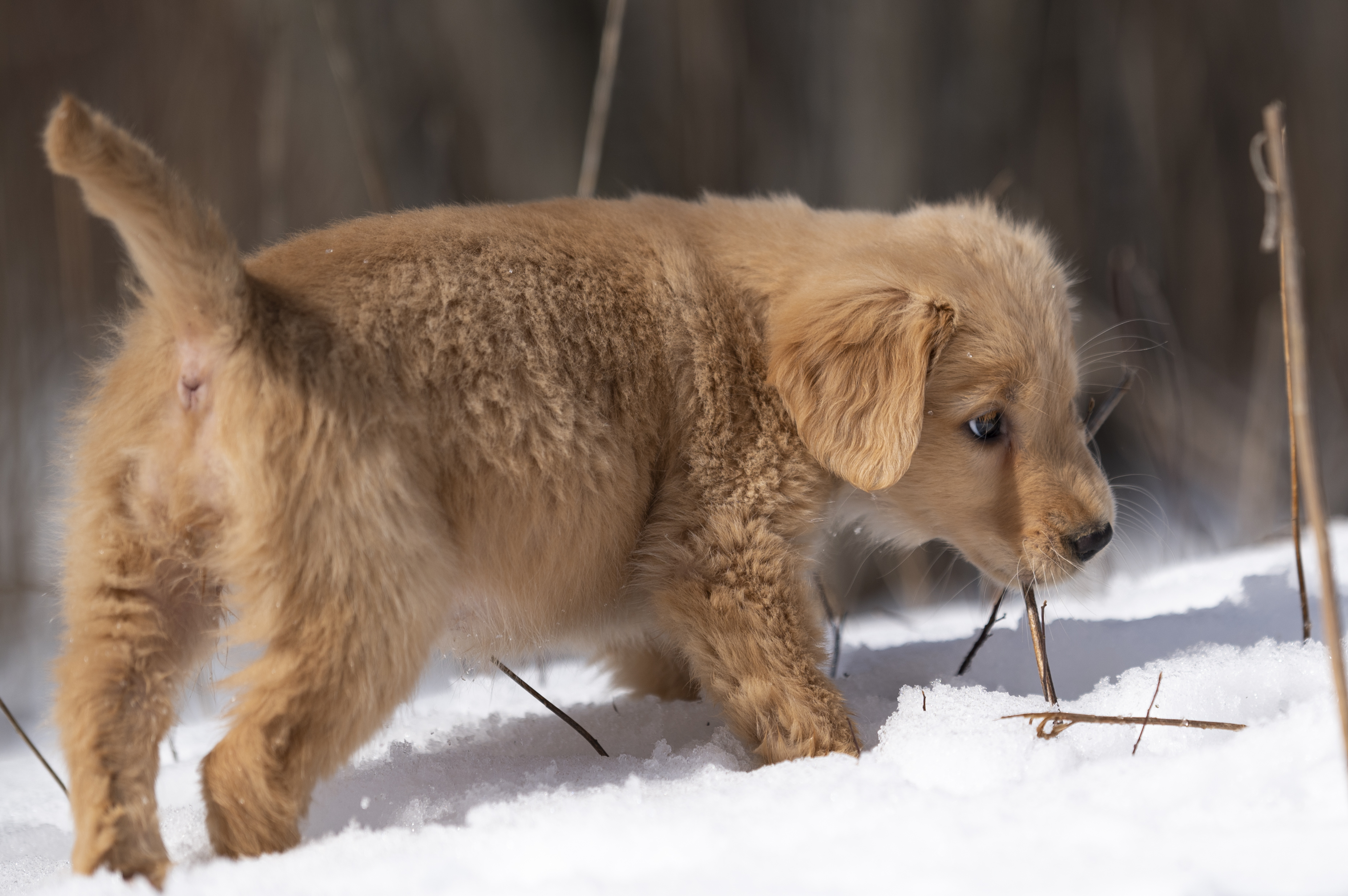 Puppies — CaroliVioletPups014