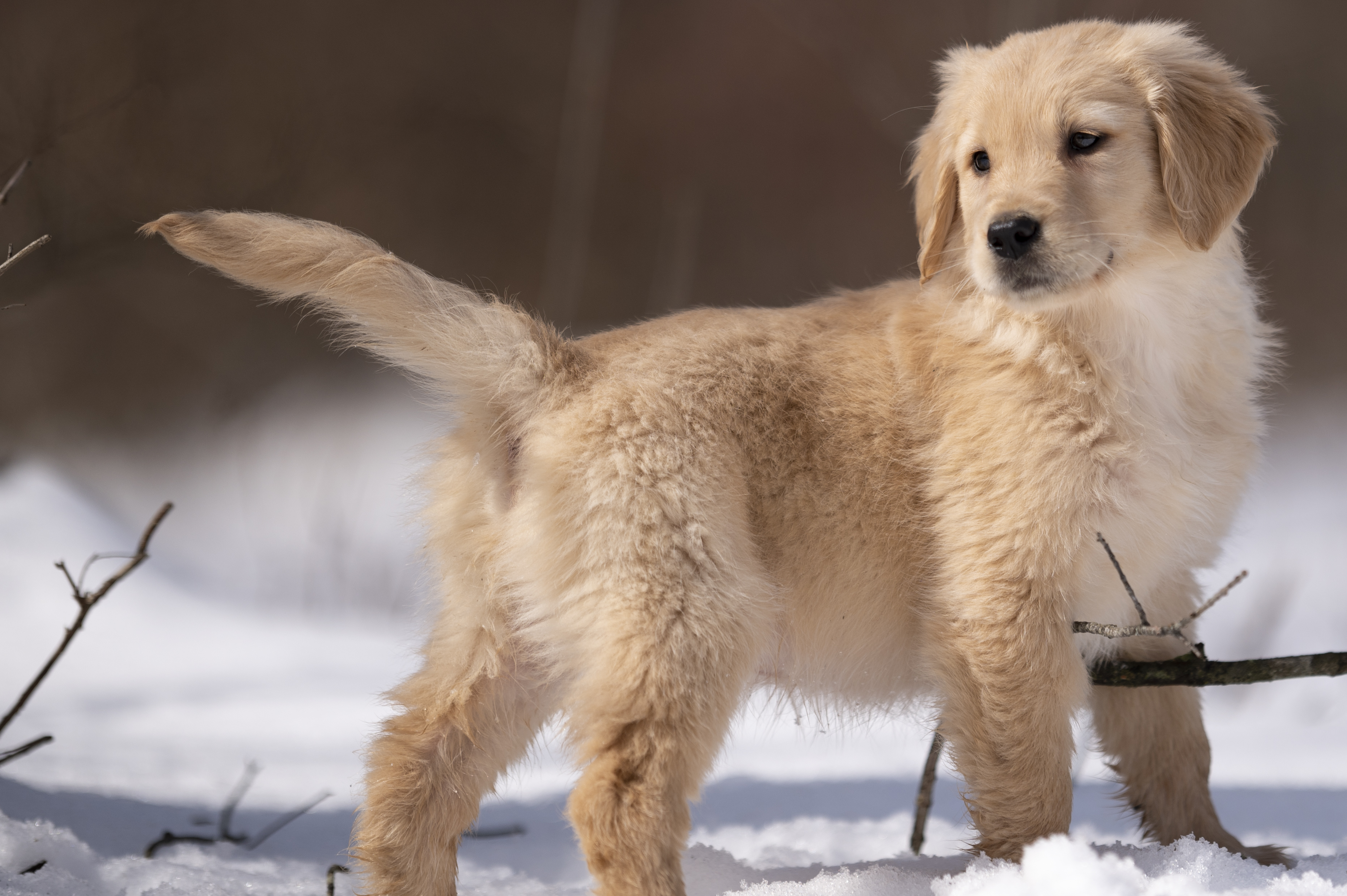 Golden Retriever puppy litter playing