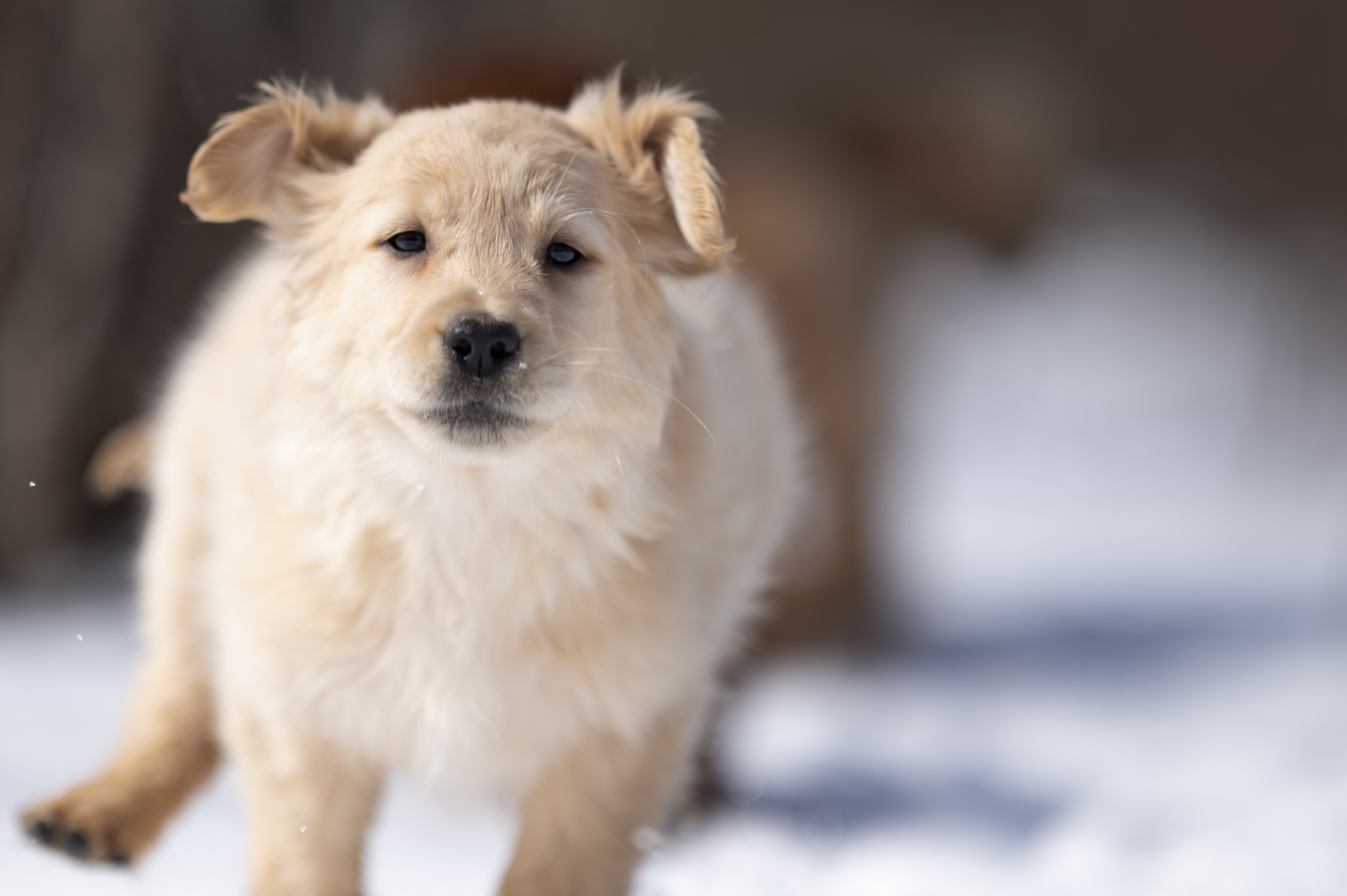 Puppies — CaroliVioletPups122