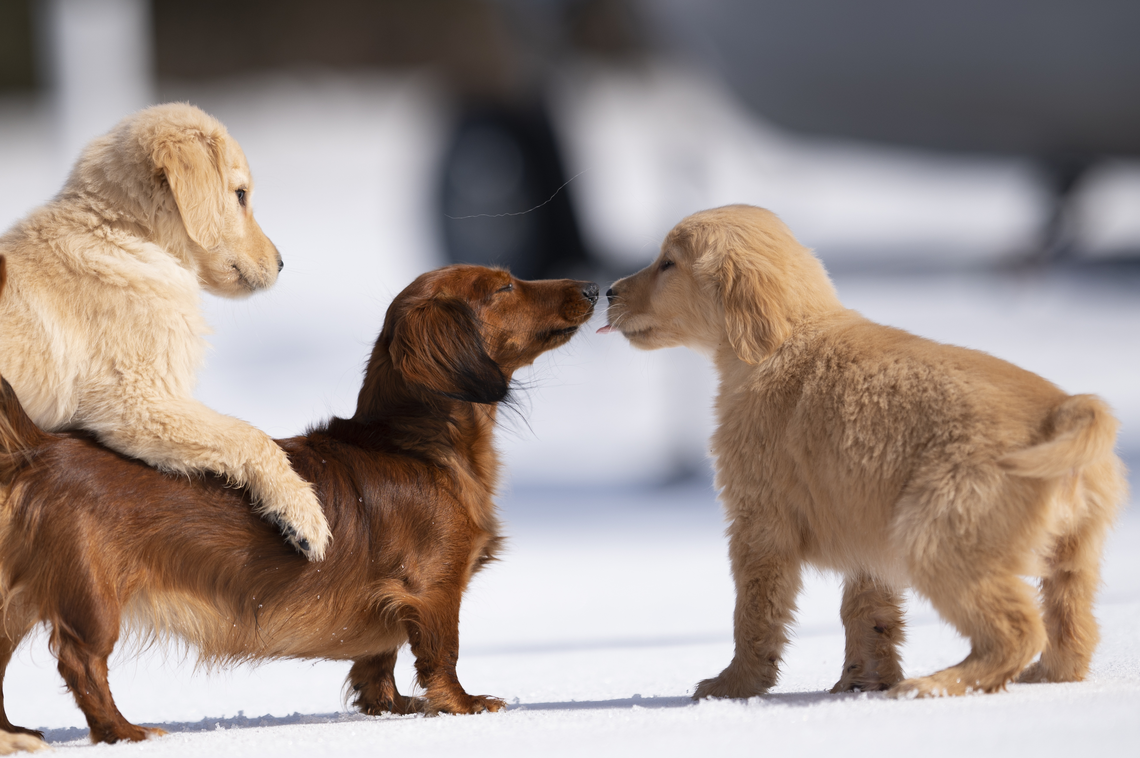 Puppies — CaroliVioletPups341