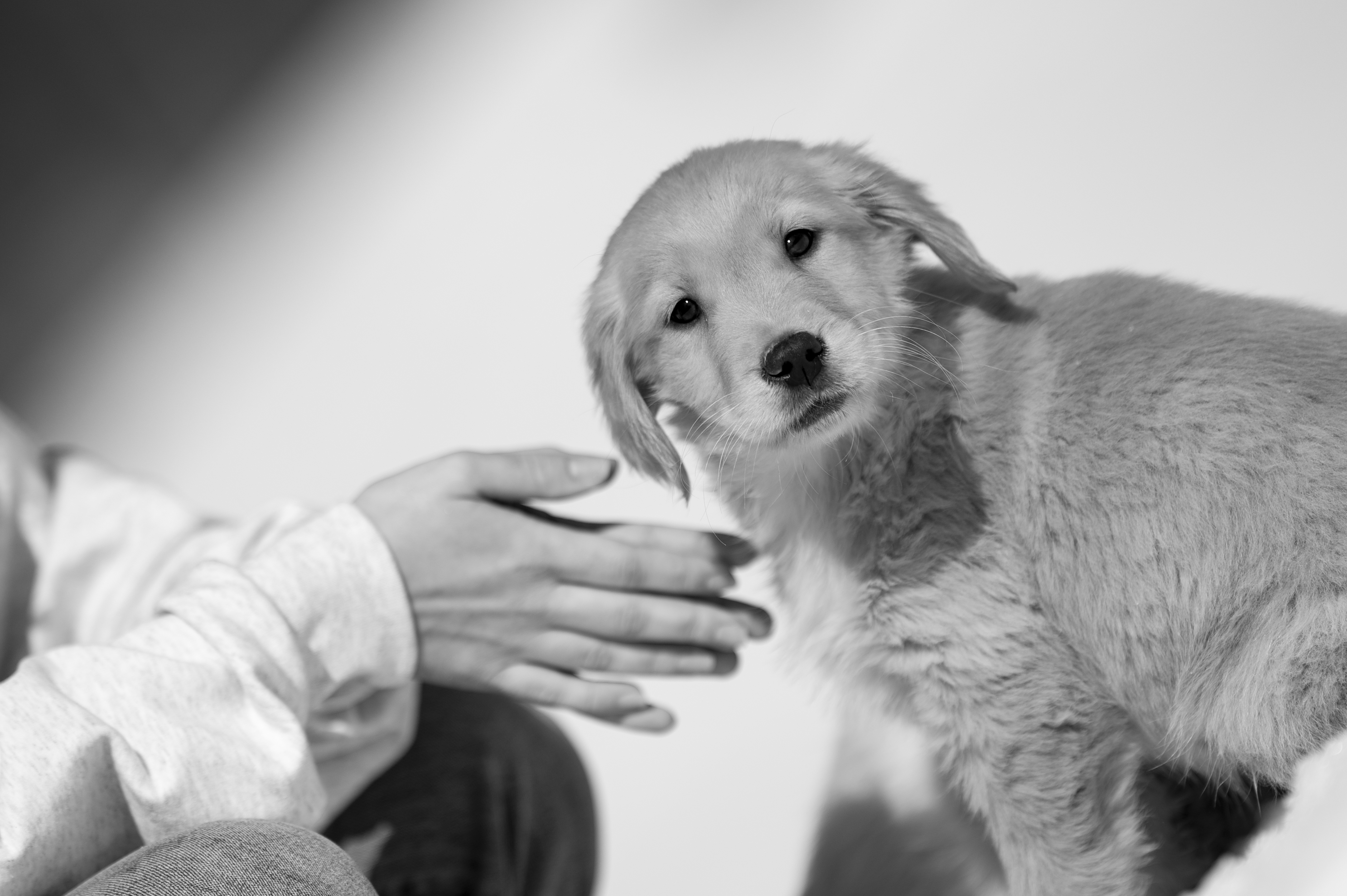 Puppies — CaroliVioletPups479