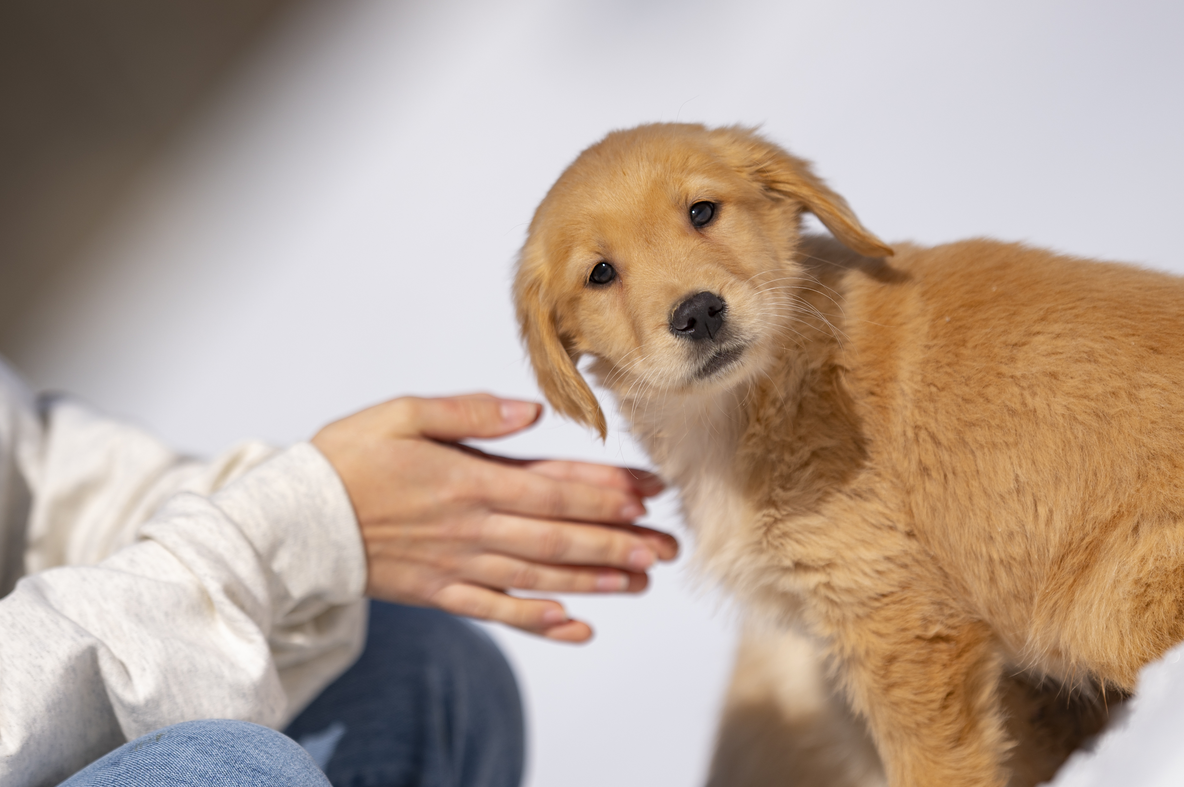 Puppies — CaroliVioletPups479 1