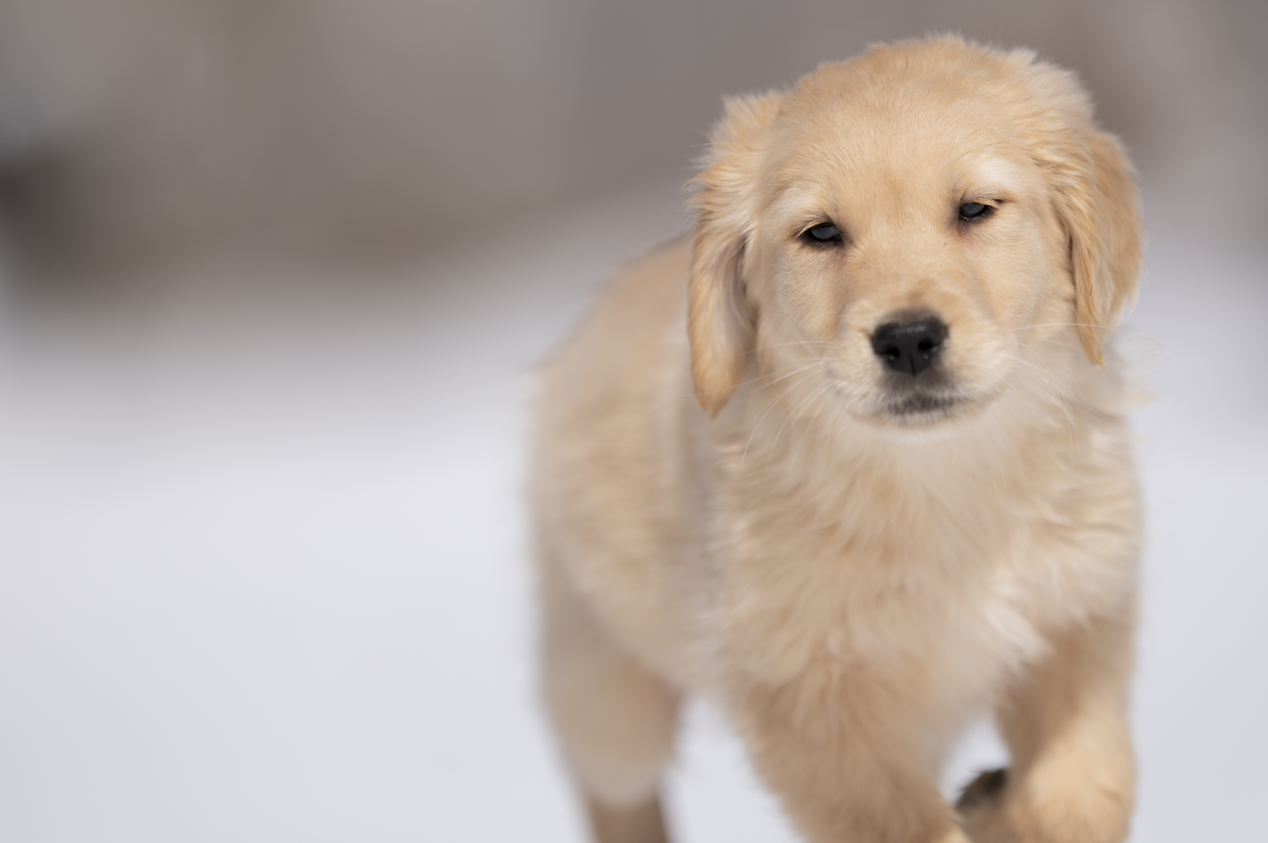 Puppies — CaroliVioletPups488