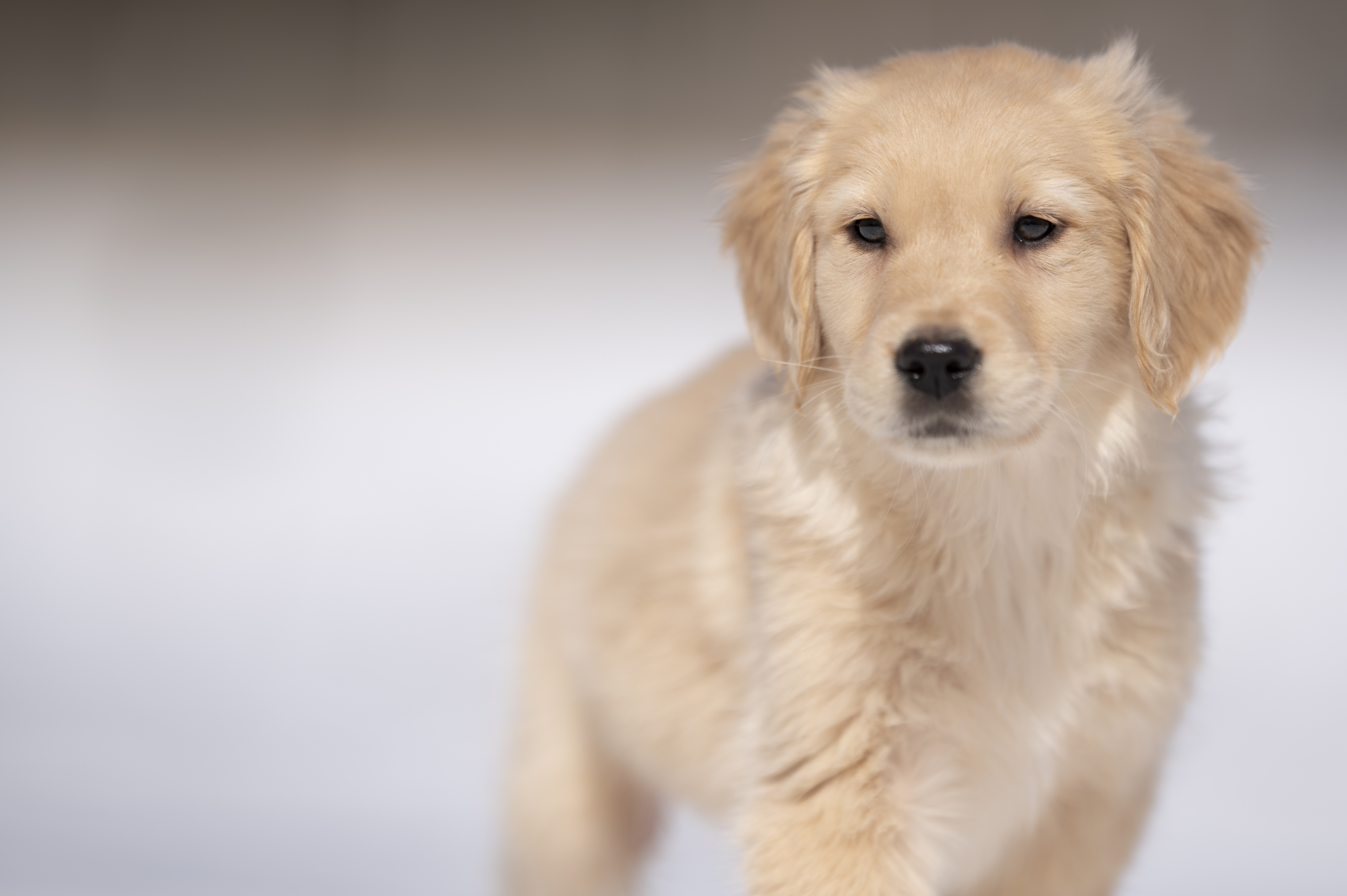 Puppies — CaroliVioletPups517